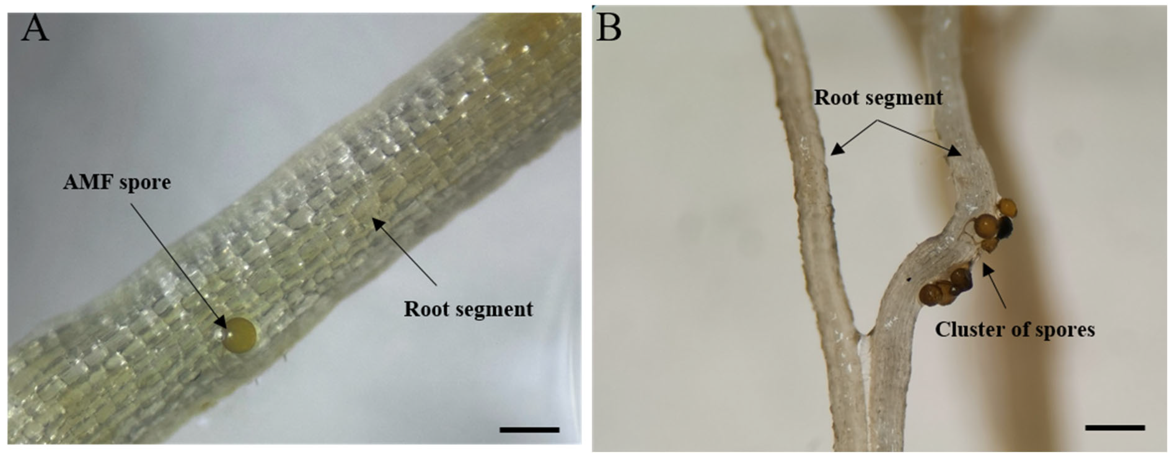 Diversity 17 00710 g002 Diversity 17 00710 g002