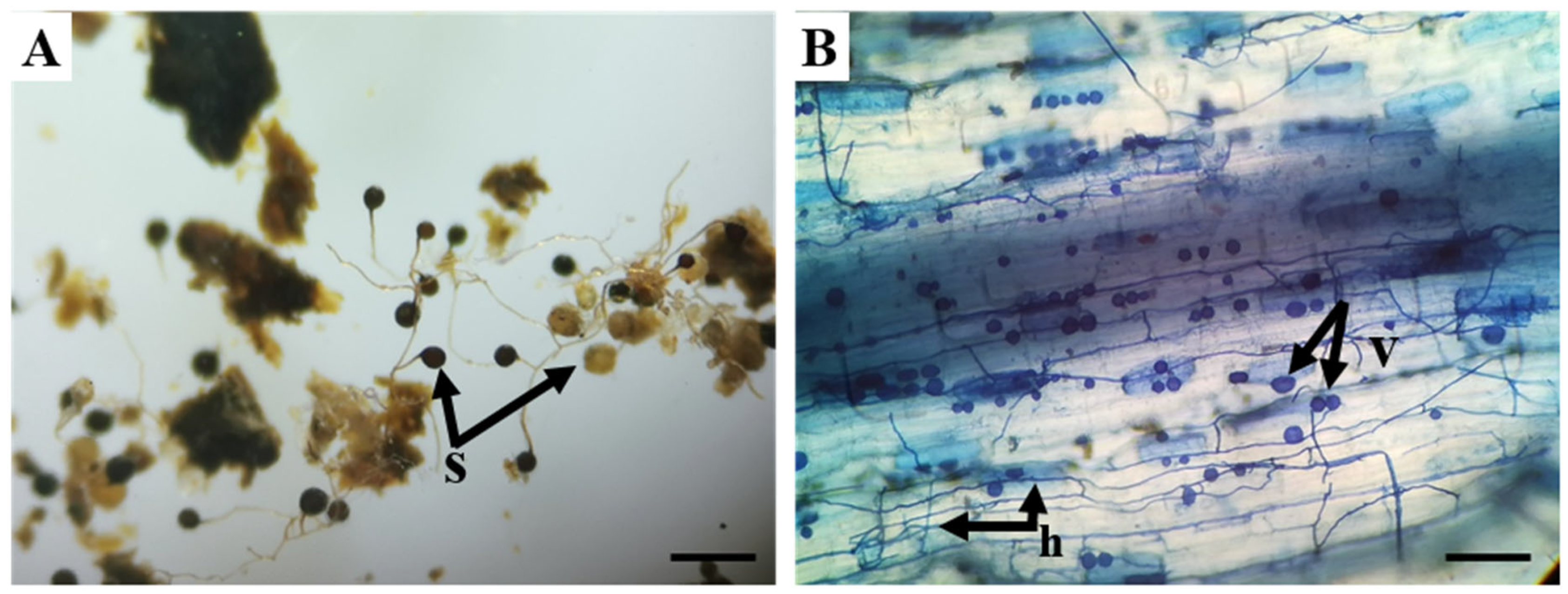 Diversity 17 00710 g003 Diversity 17 00710 g003