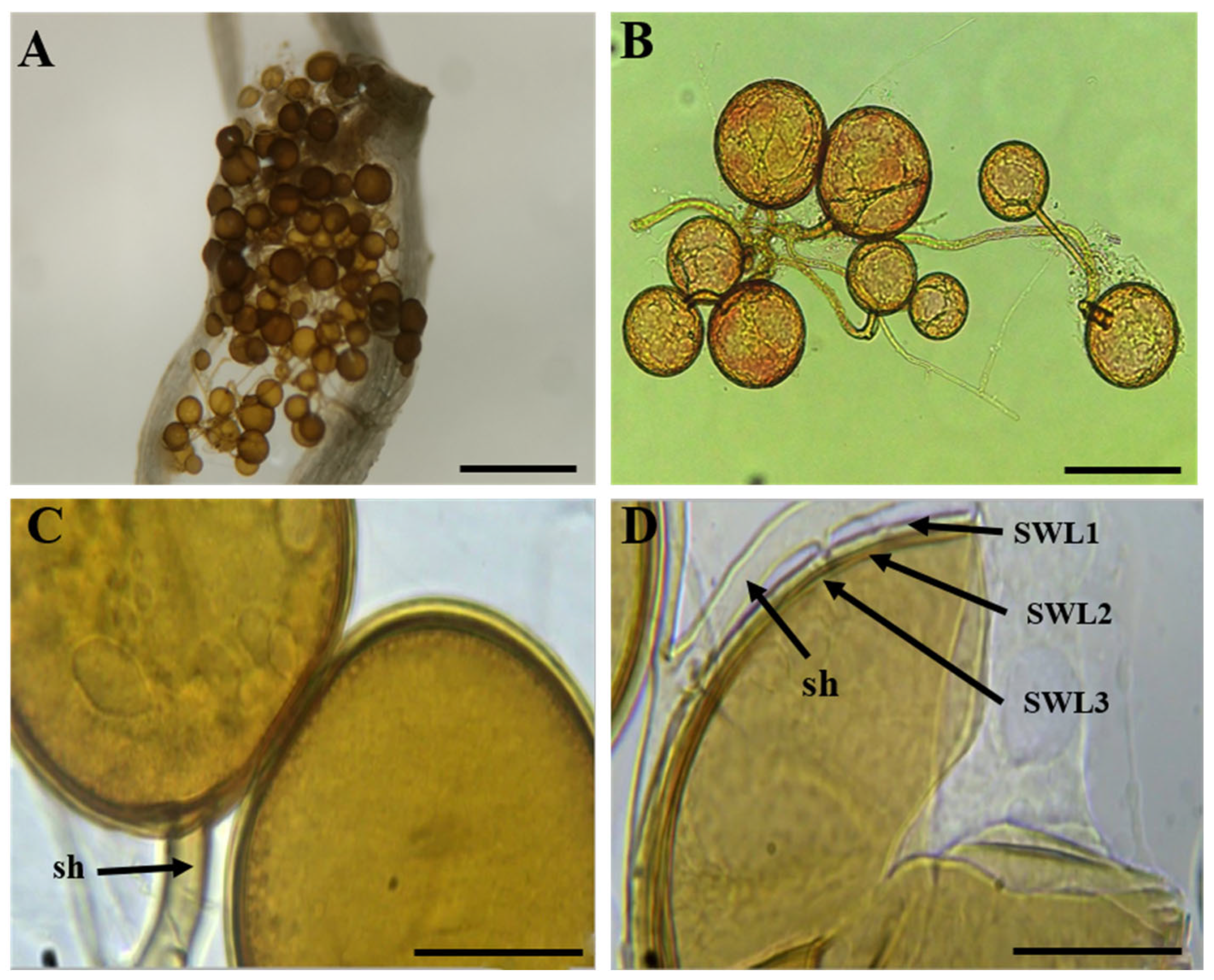 Diversity 17 00710 g004 Diversity 17 00710 g004