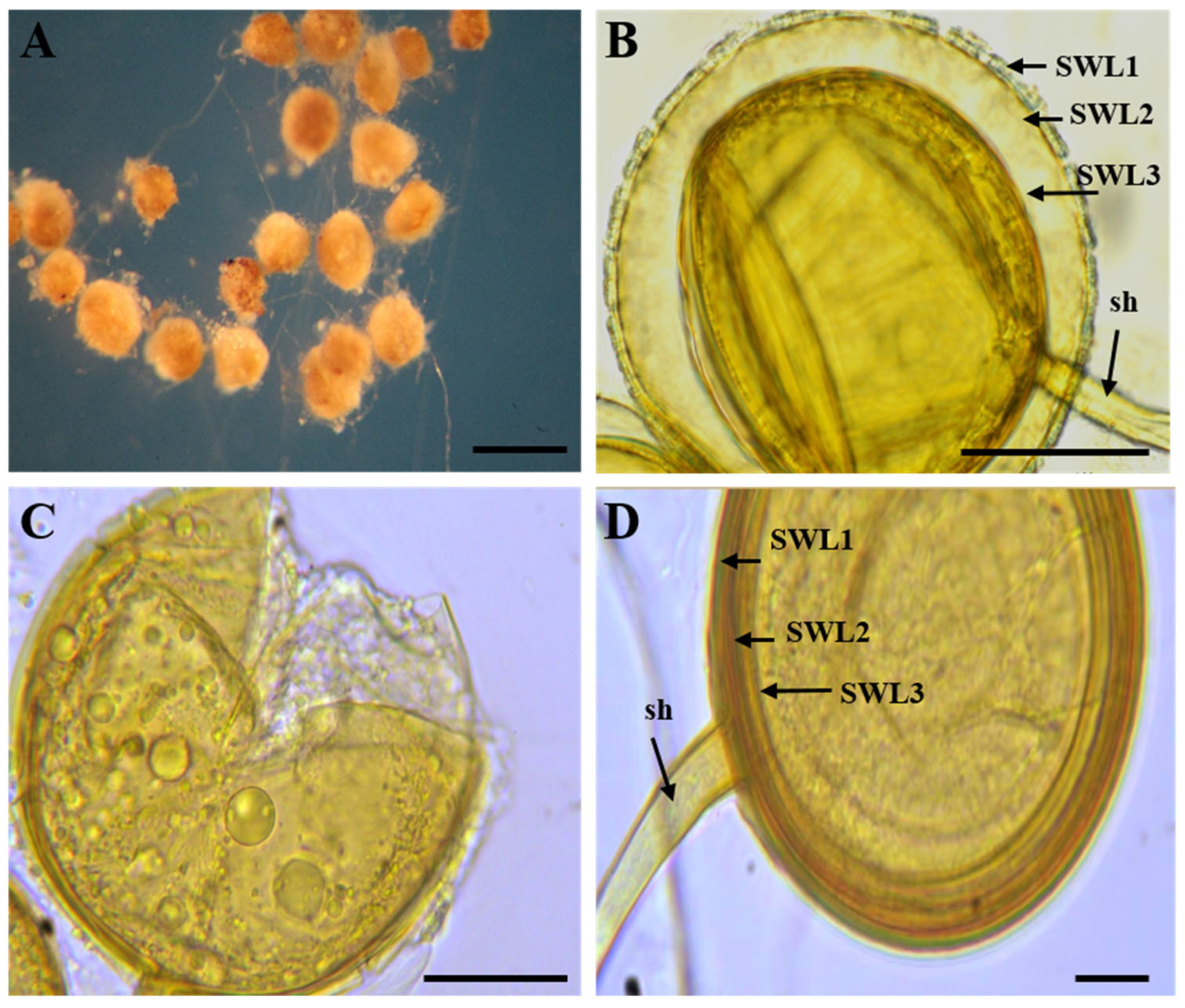 Diversity 17 00710 g006 Diversity 17 00710 g006