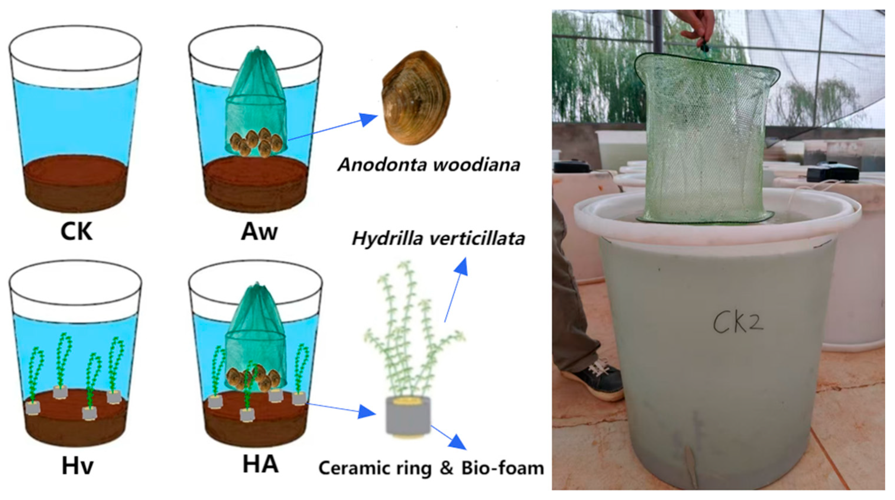 Diversity 17 00712 g001