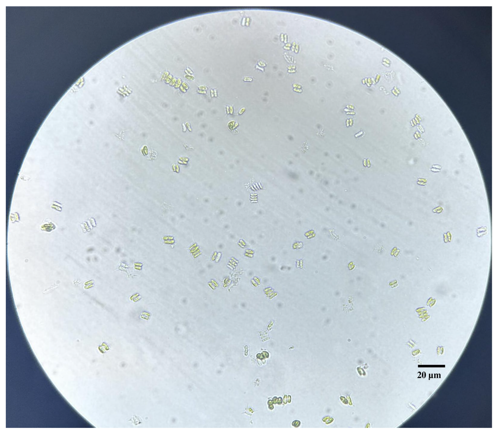 Diversity 17 00721 g001 Diversity 17 00721 g001