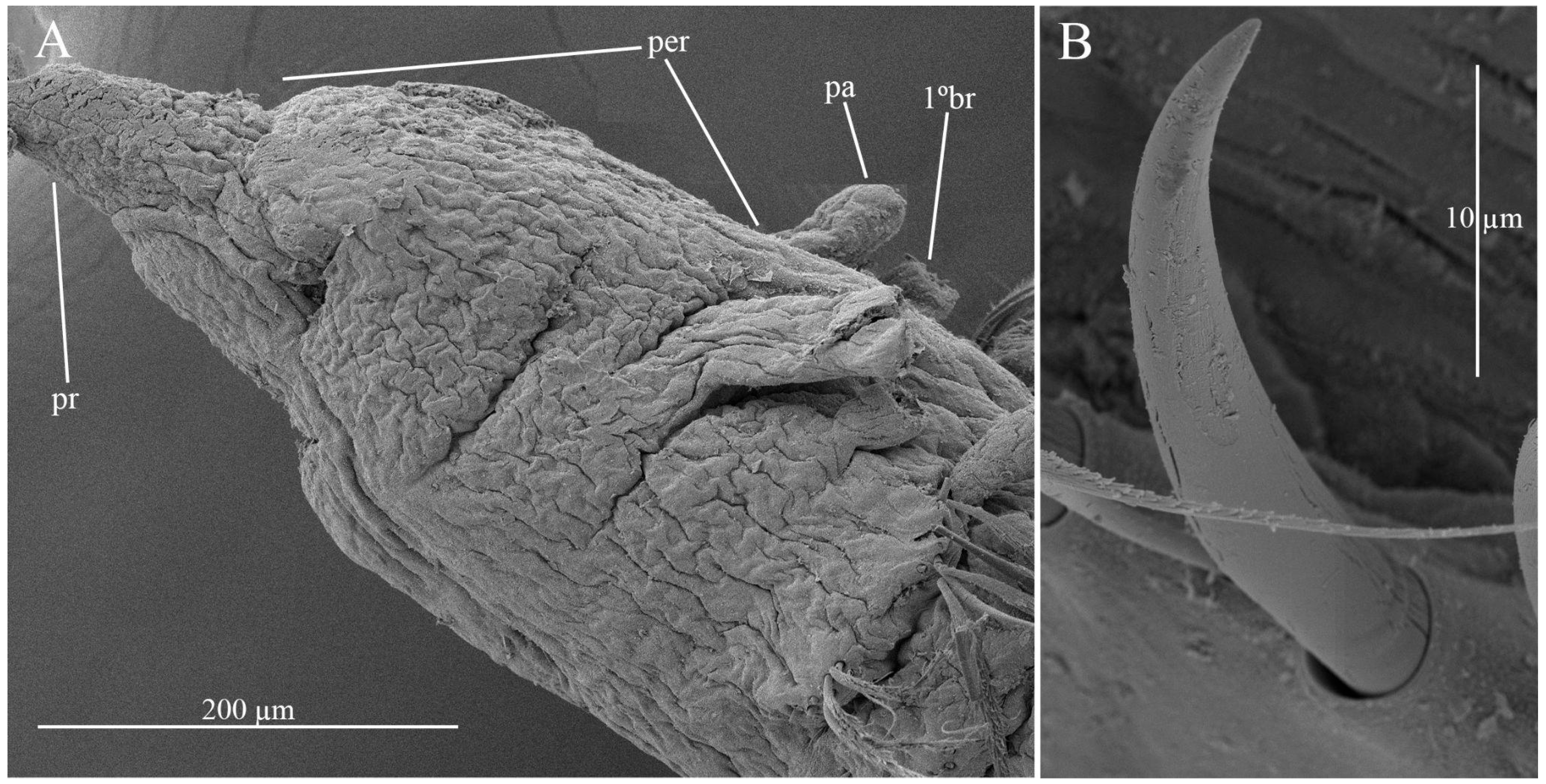 Diversity 17 00724 g002 Diversity 17 00724 g002