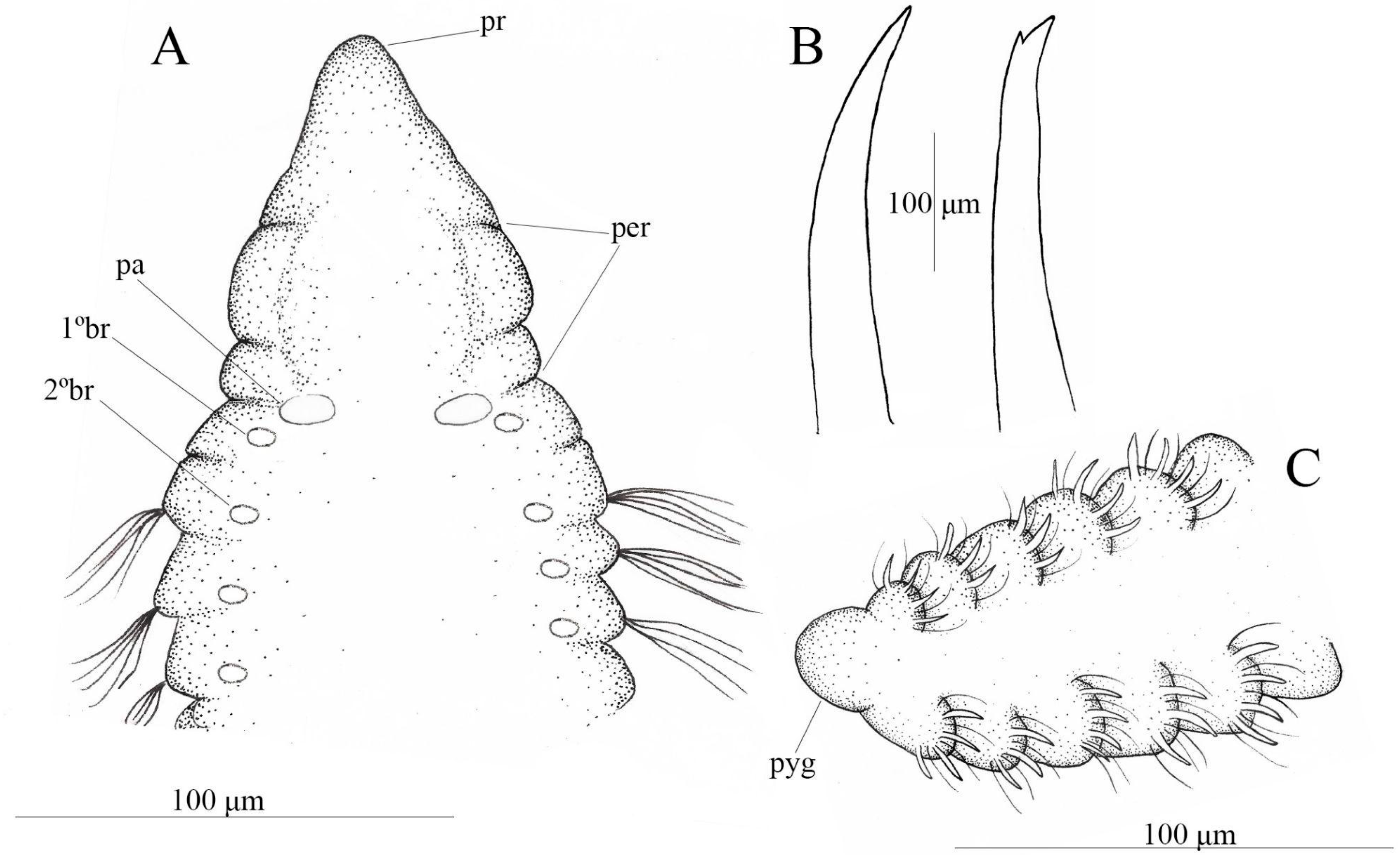 Diversity 17 00724 g005 Diversity 17 00724 g005