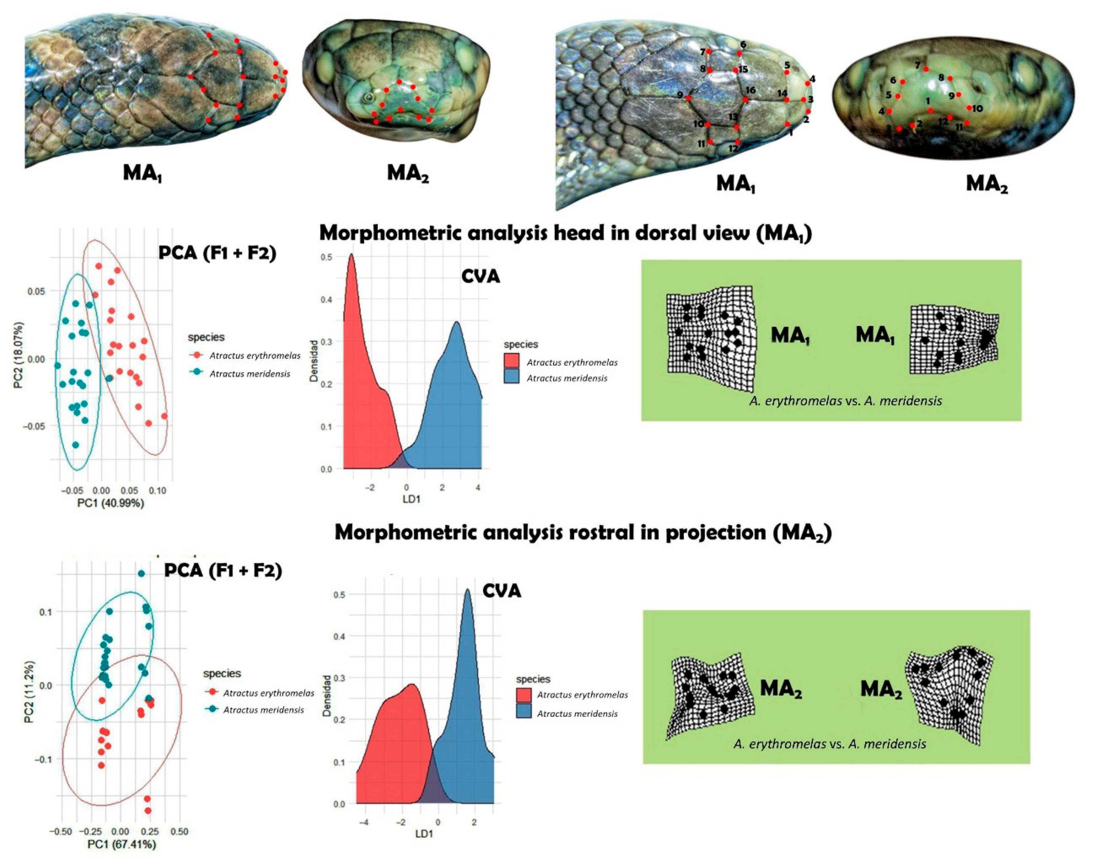 Diversity 17 00725 g006