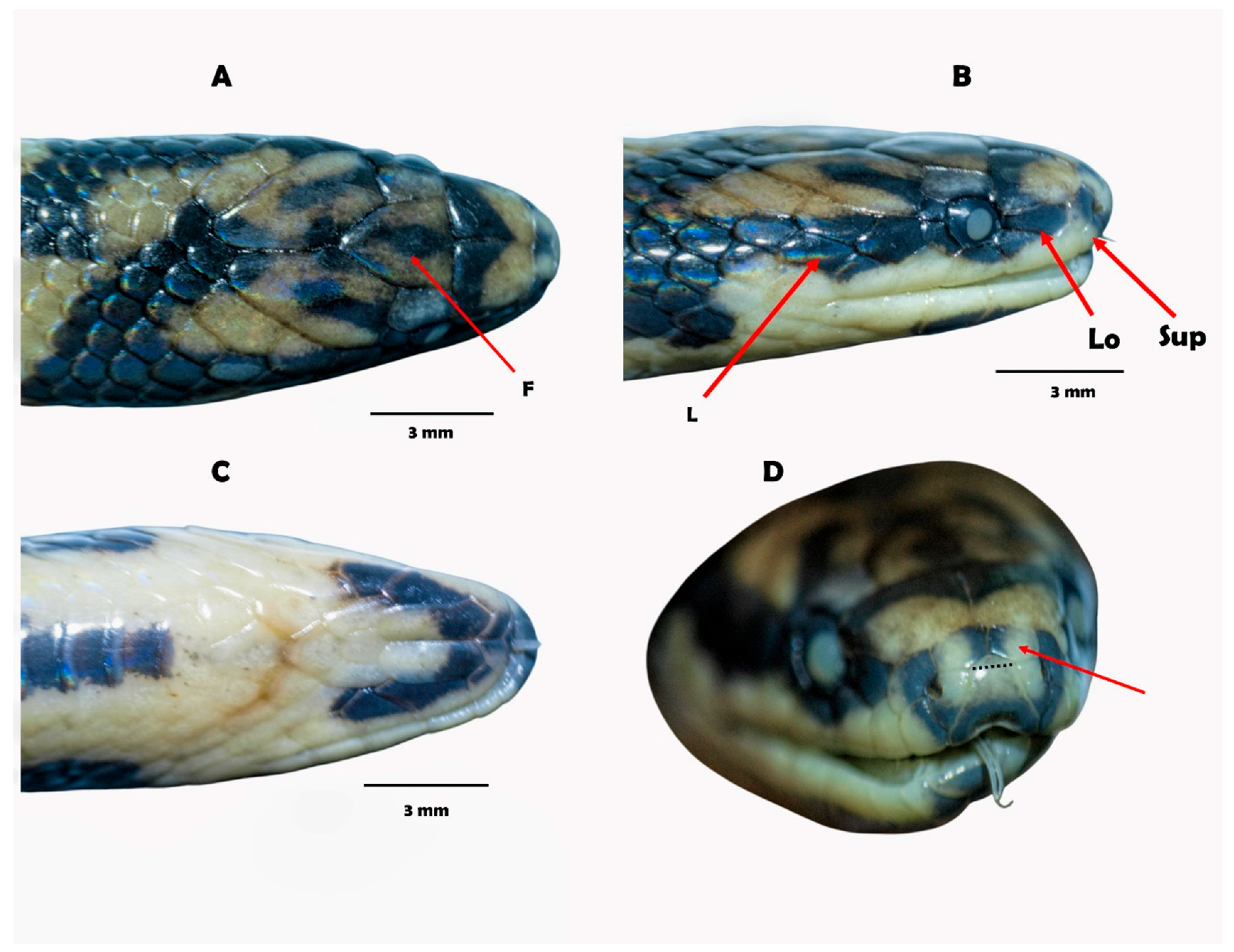 Diversity 17 00725 g007