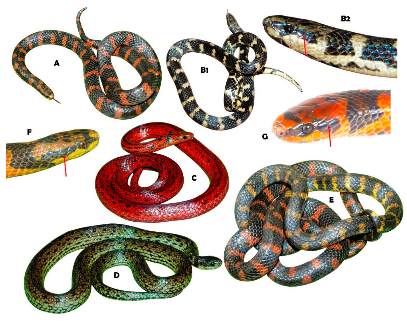 Diversity 17 00725 g008