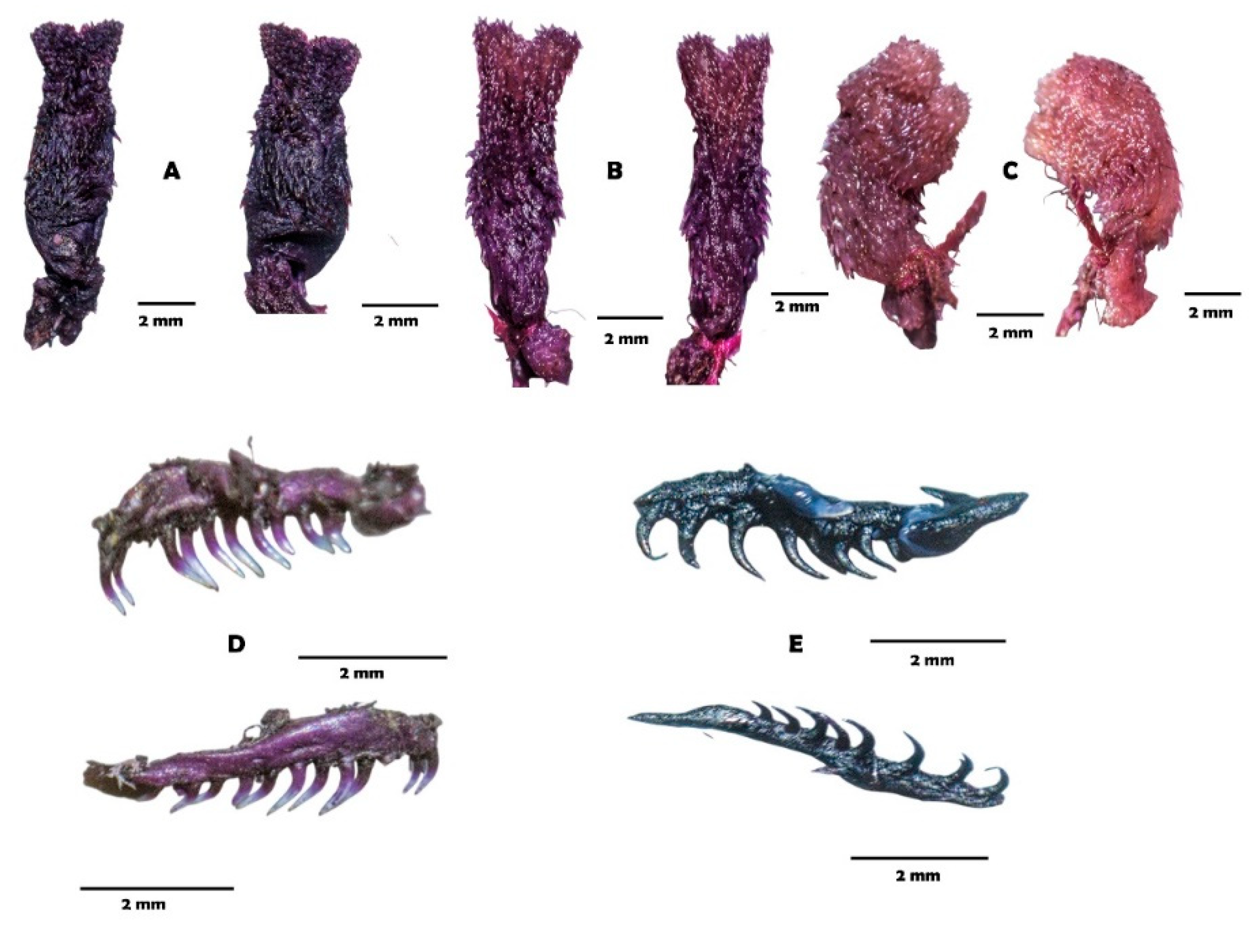 Diversity 17 00725 g010