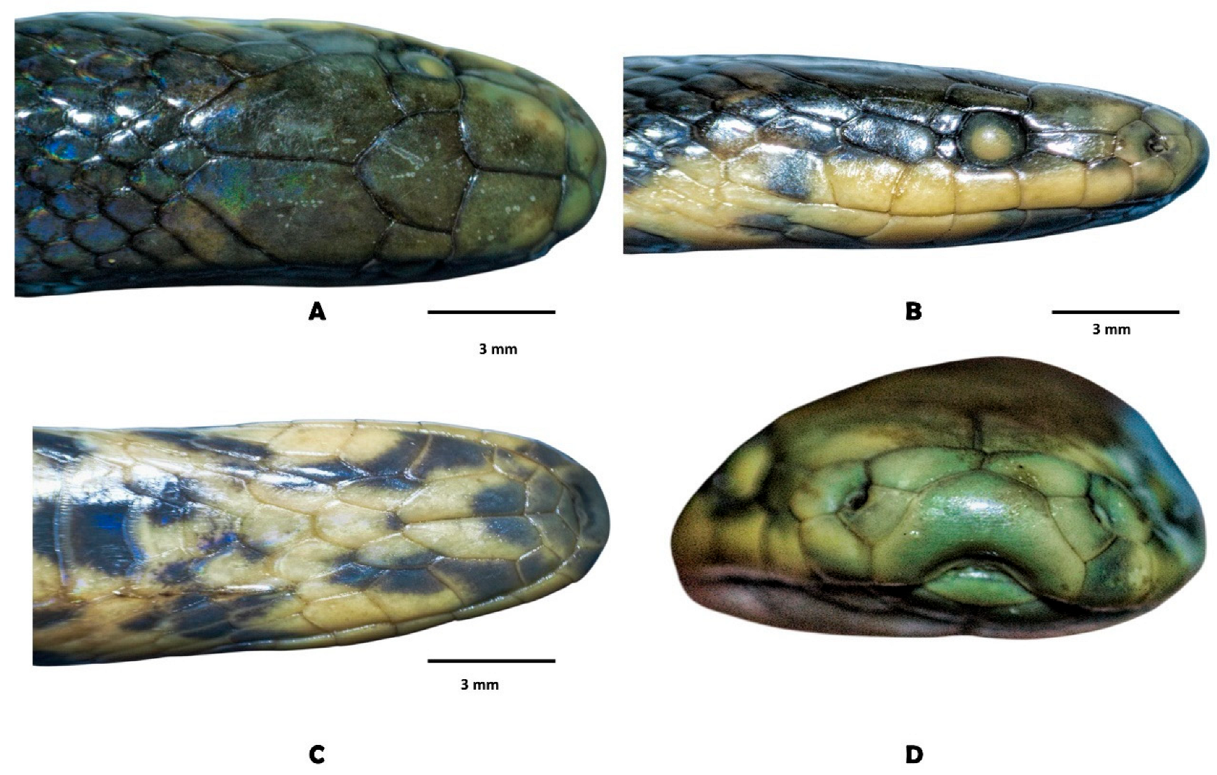 Diversity 17 00725 g012