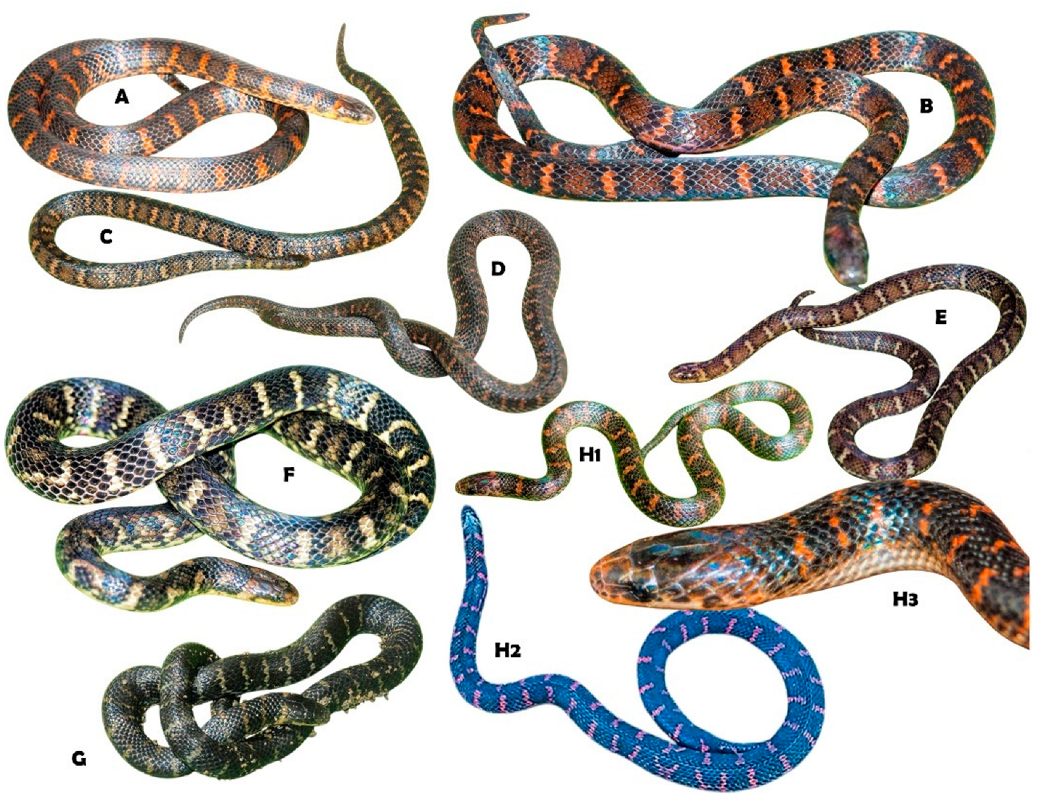 Diversity 17 00725 g013