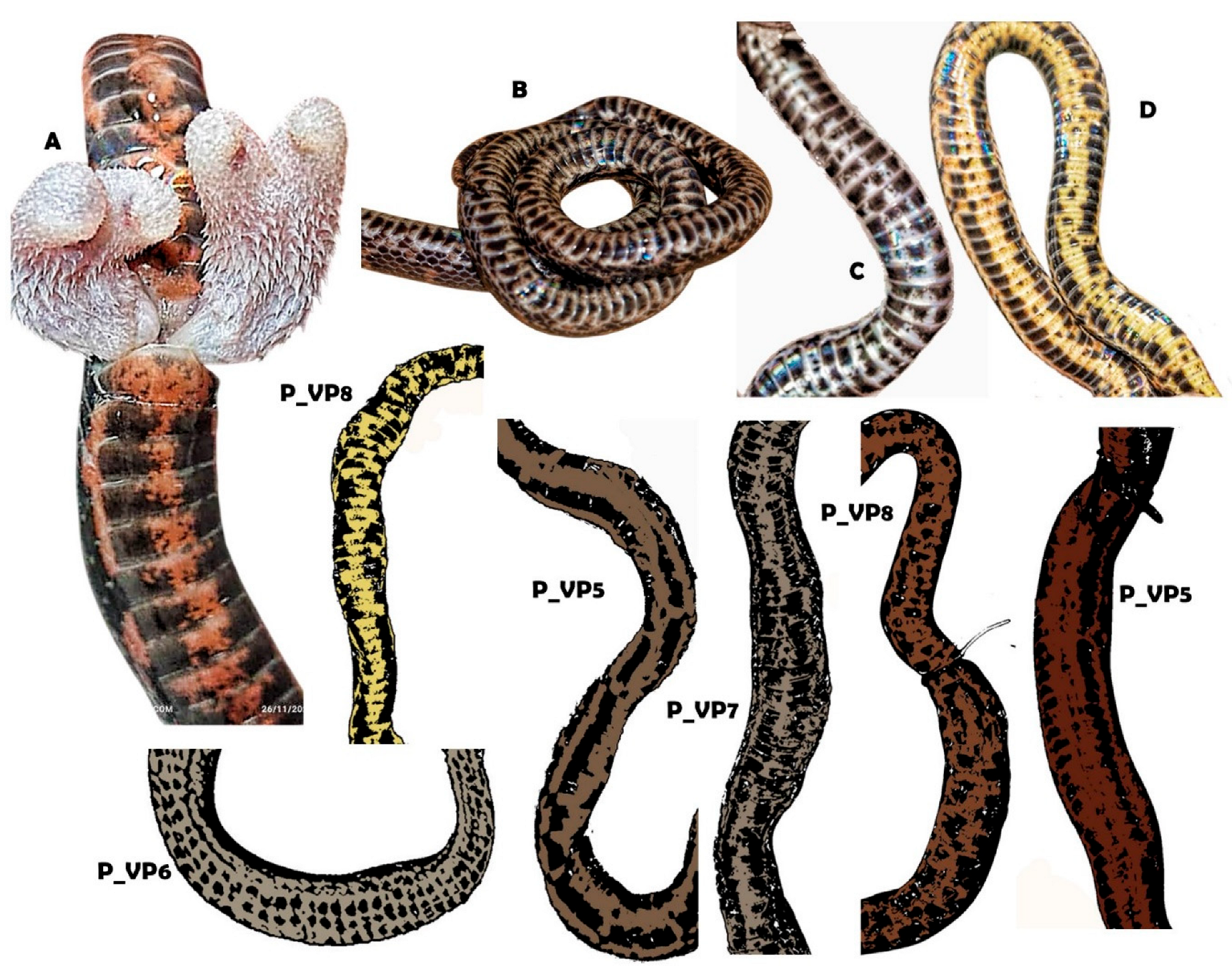 Diversity 17 00725 g014