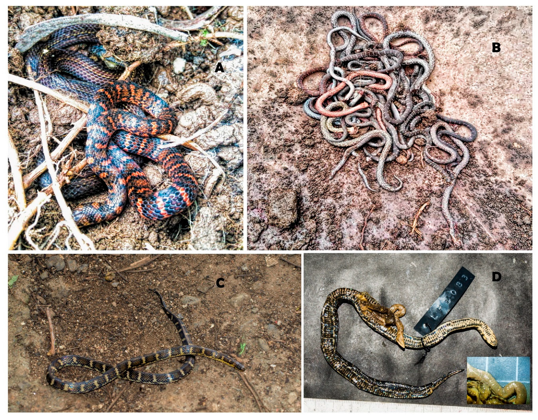 Diversity 17 00725 g016