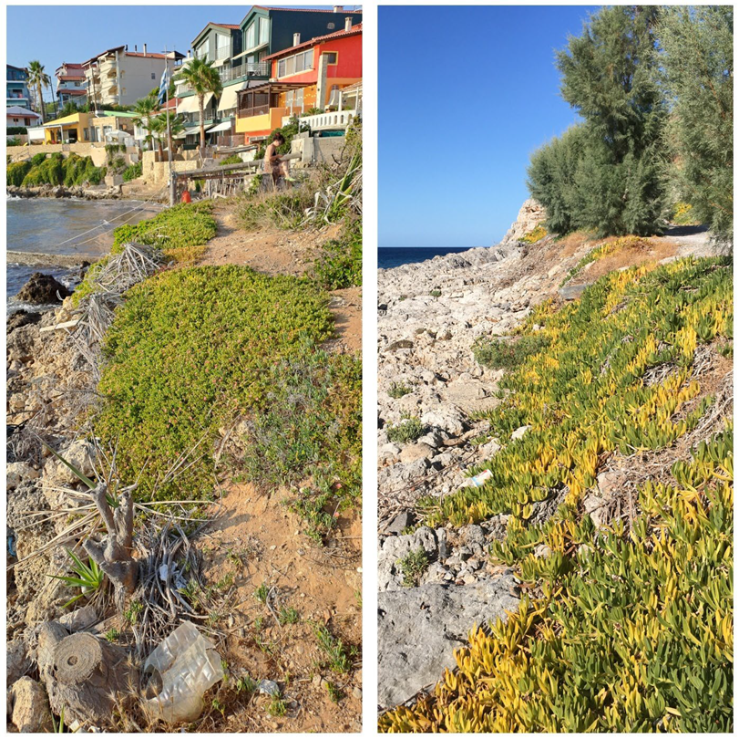 Diversity 17 00726 g005