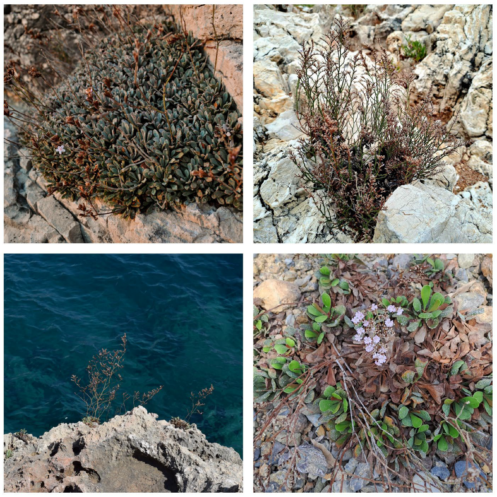 Diversity 17 00726 g008