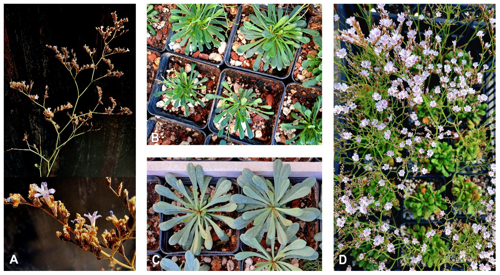 Diversity 17 00726 g009