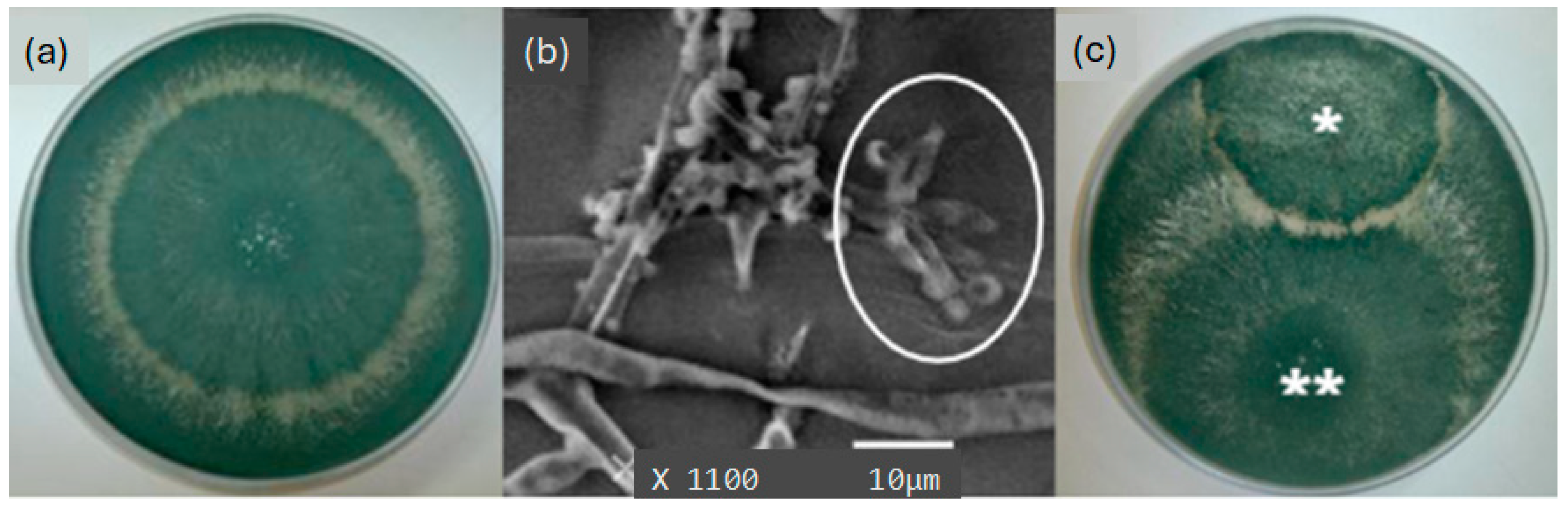 Diversity 17 00734 g002