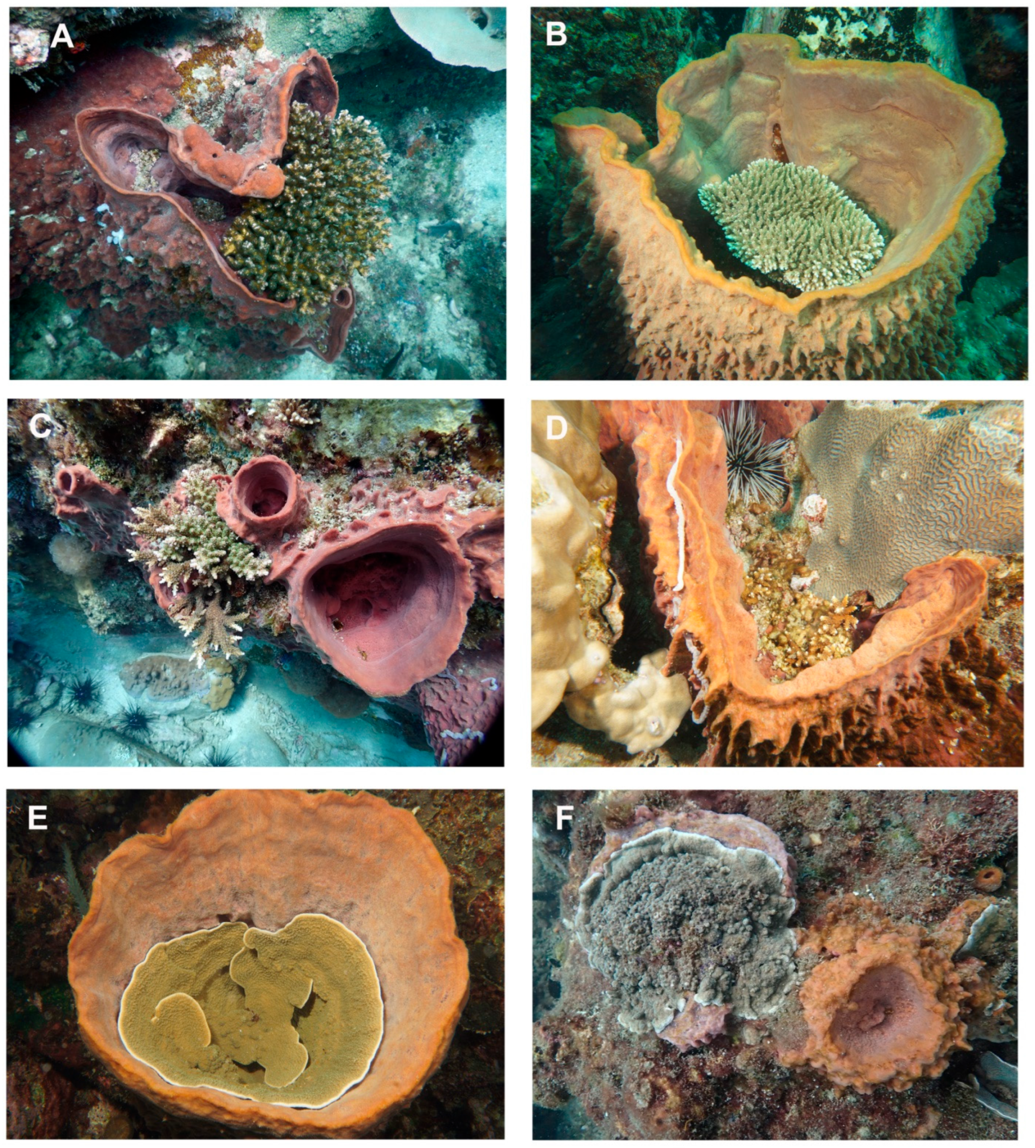 Diversity 17 00743 g003 Diversity 17 00743 g003