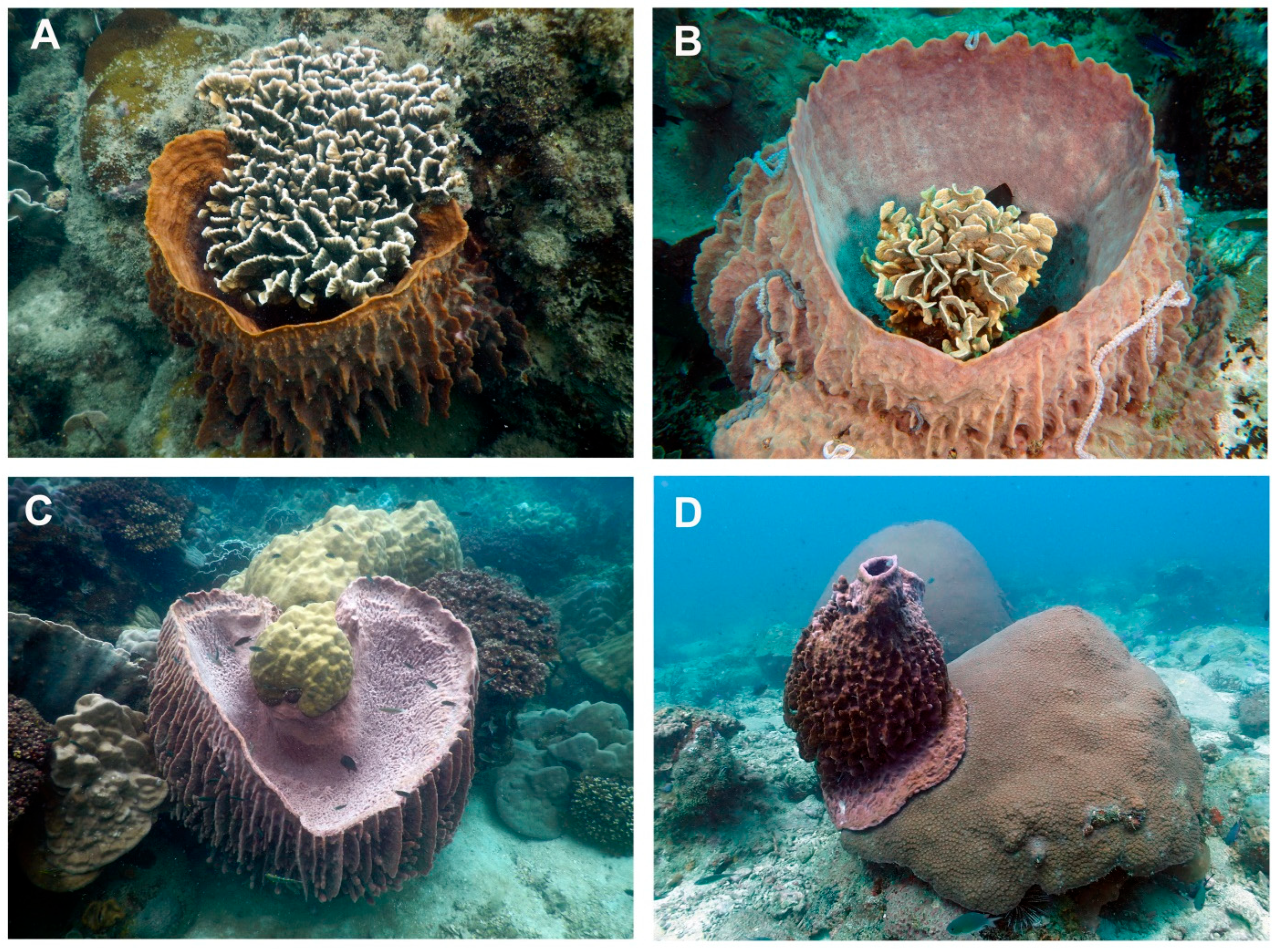 Diversity 17 00743 g004 Diversity 17 00743 g004