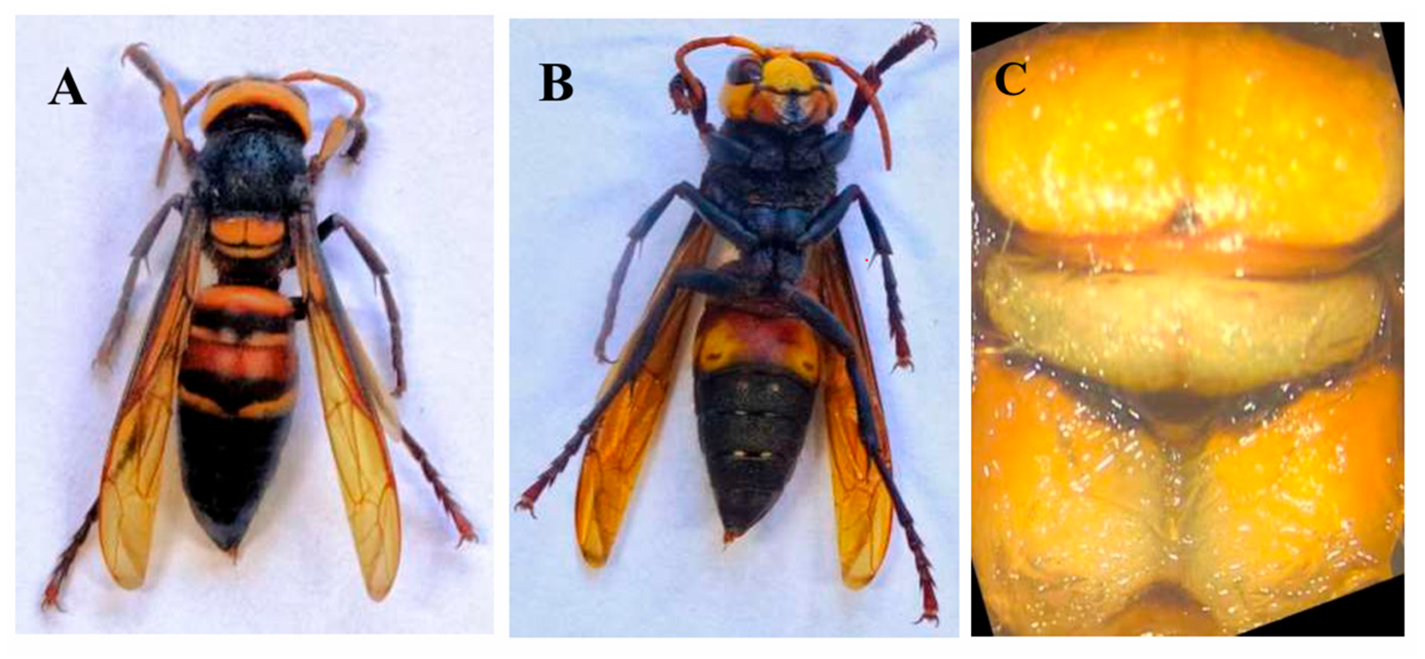 Diversity 17 00756 g001 Diversity 17 00756 g001