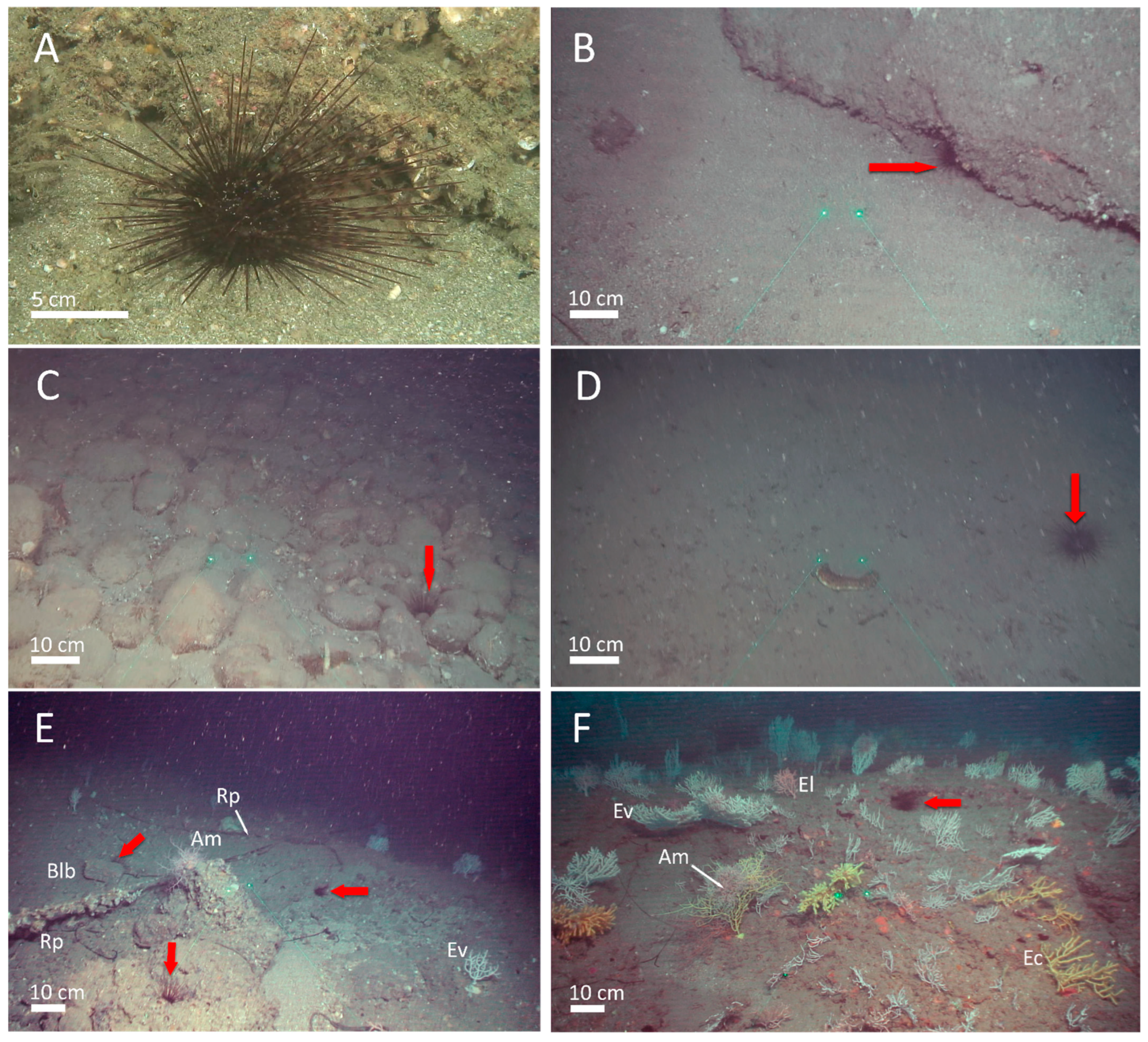 Diversity 17 00758 g002 Diversity 17 00758 g002