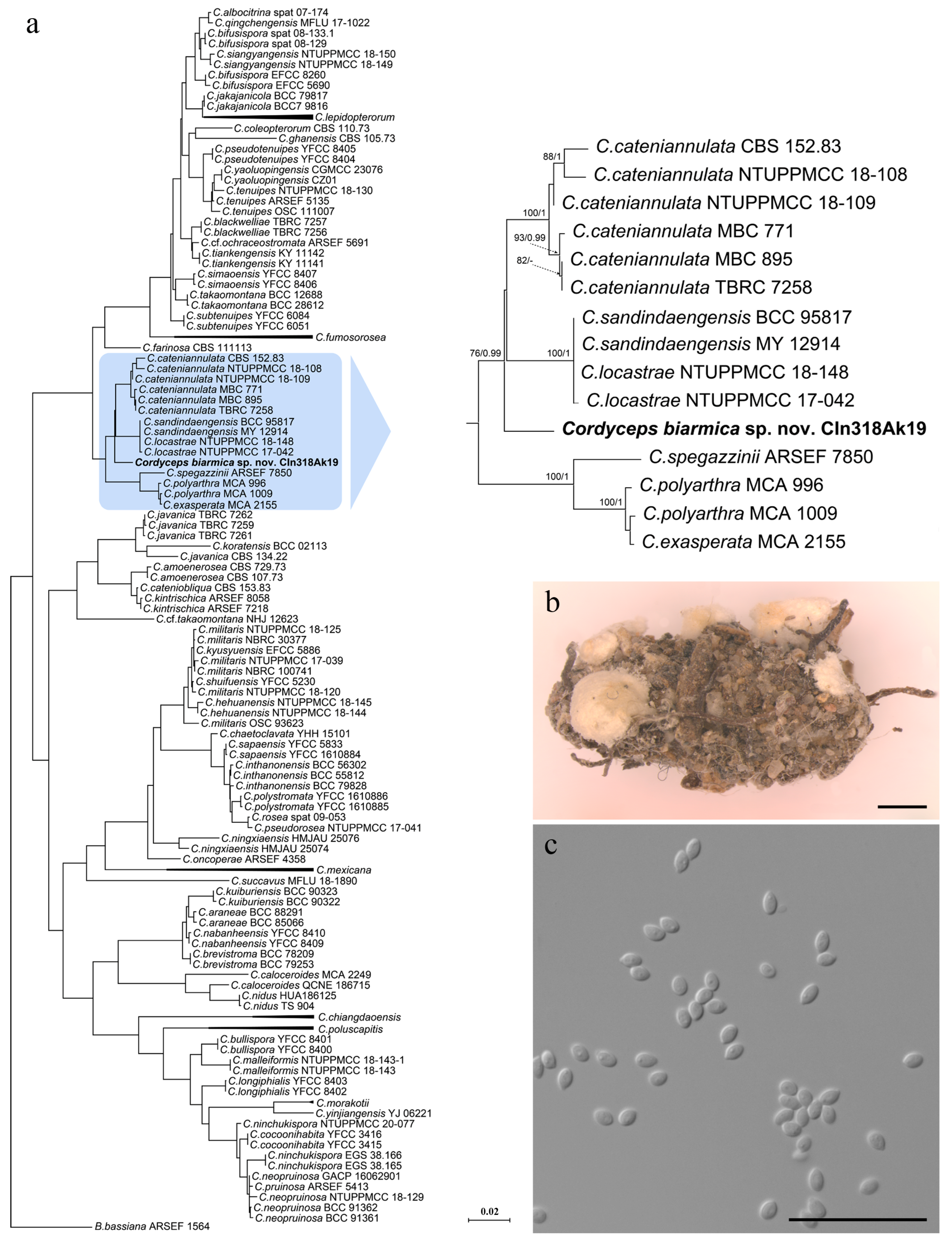 Diversity 17 00762 g001
