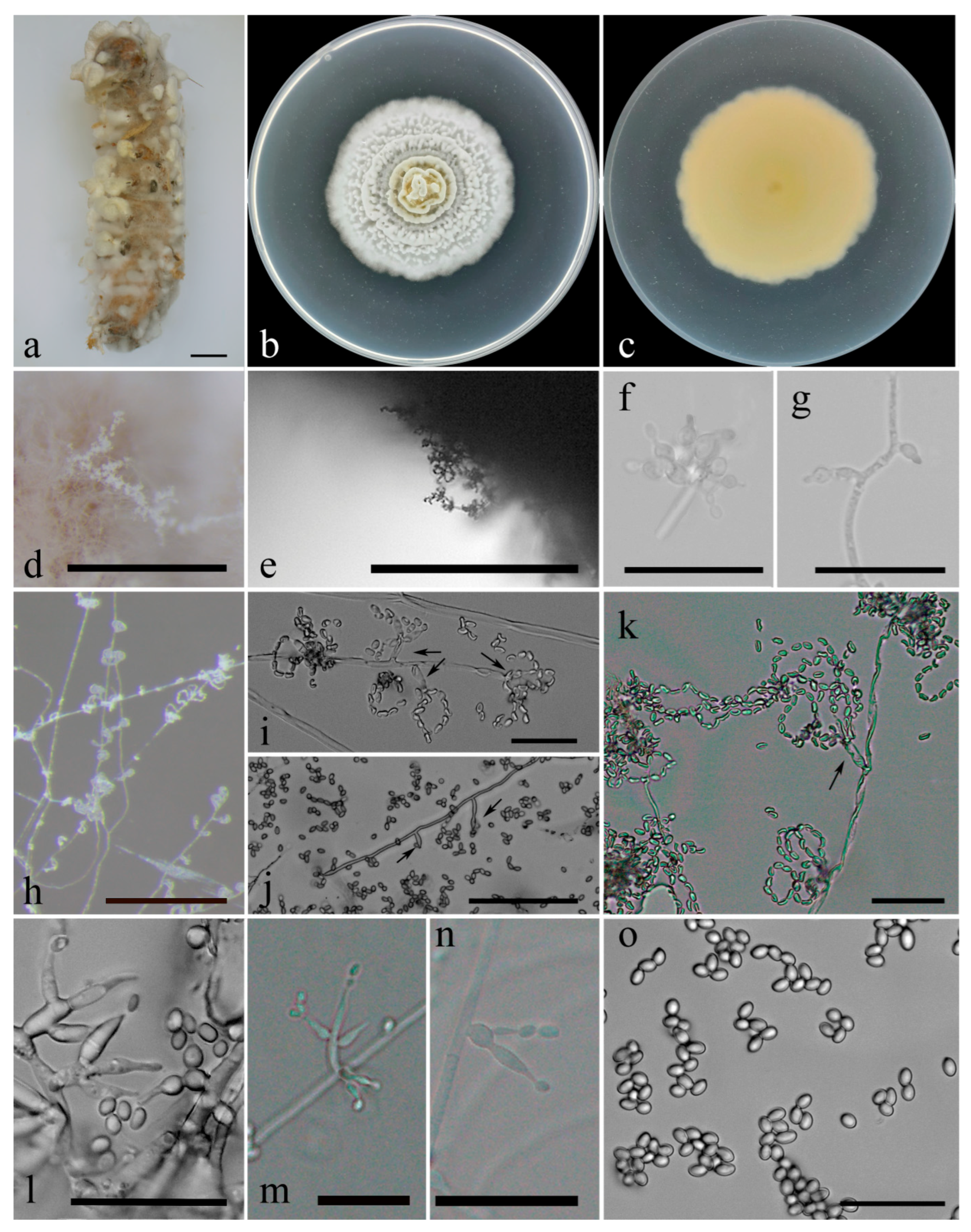 Diversity 17 00762 g002