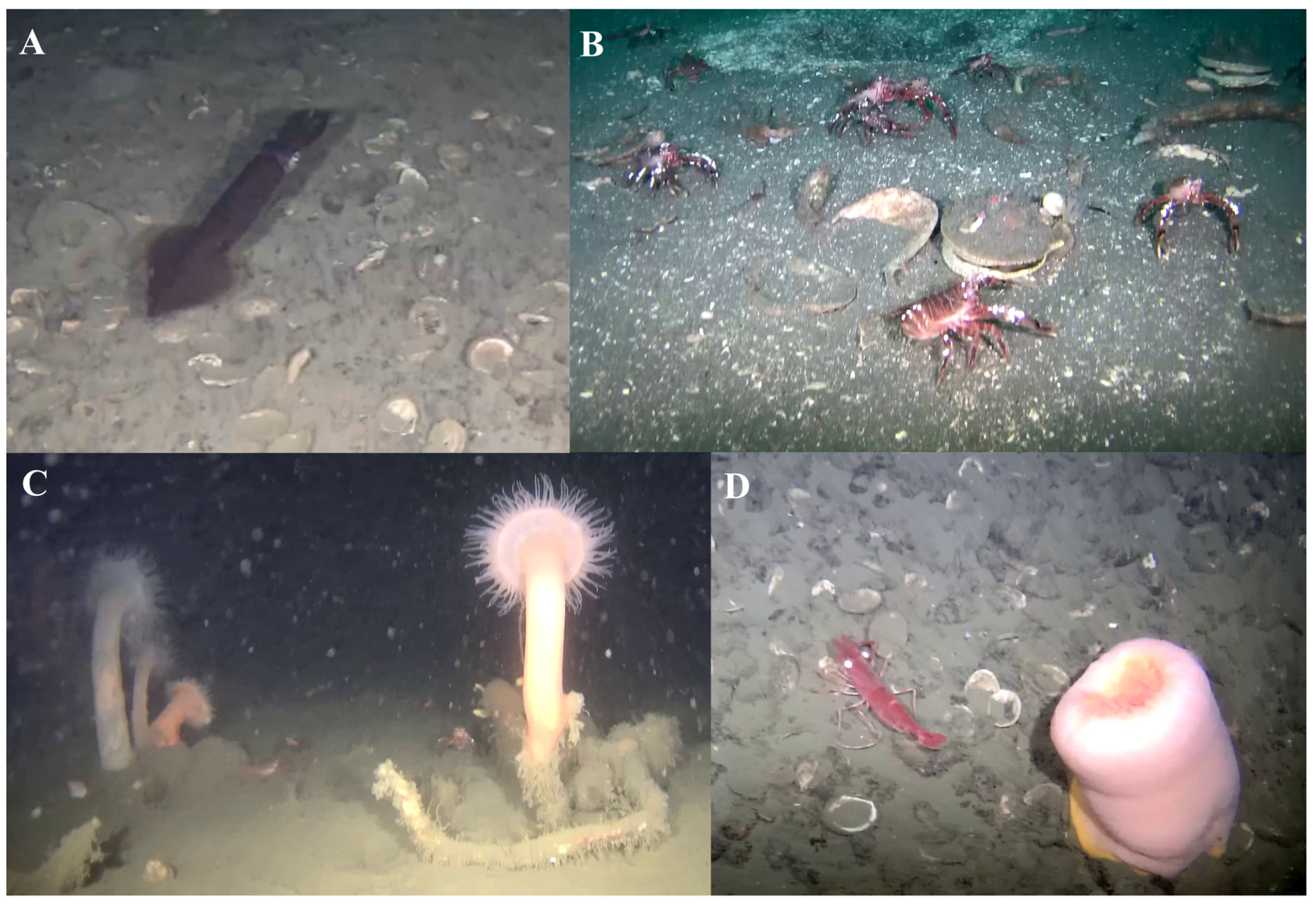 Diversity 17 00763 g004 Diversity 17 00763 g004