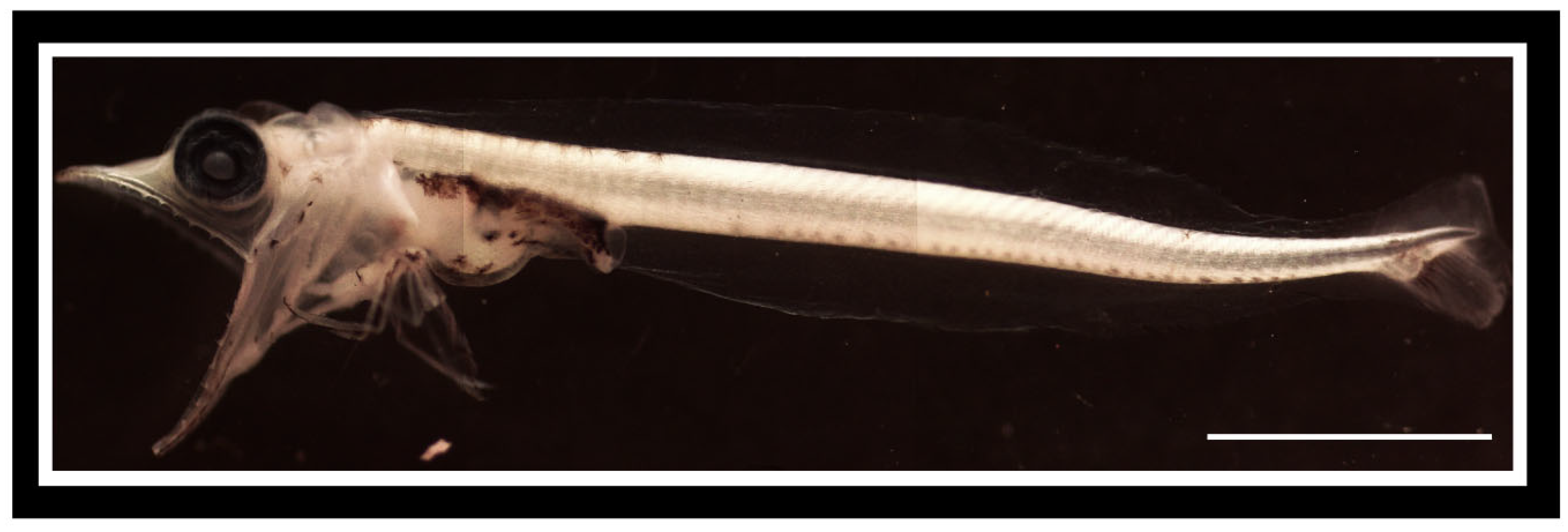 Diversity 17 00763 g0a1 Diversity 17 00763 g0a1