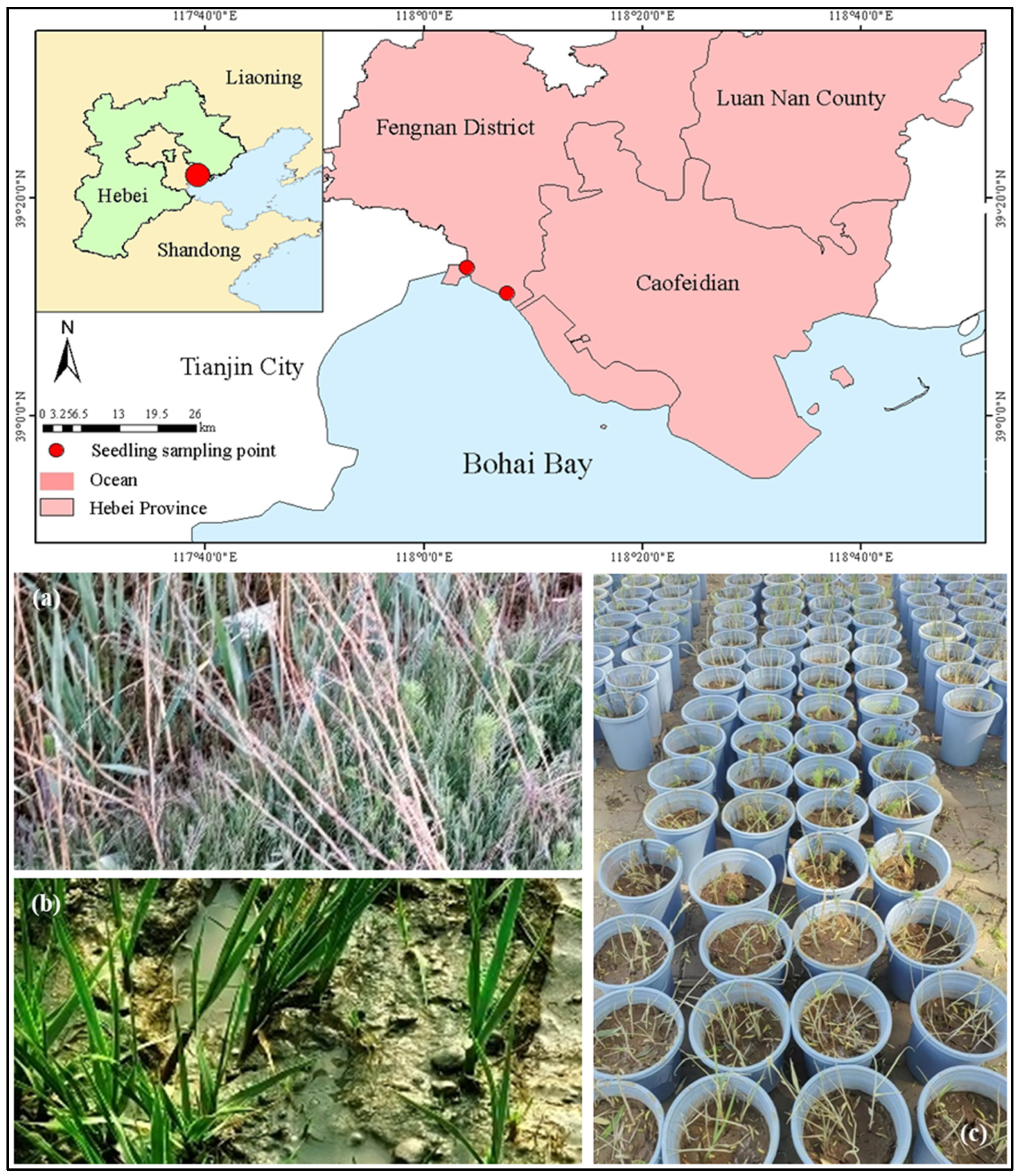 Diversity 17 00765 g001