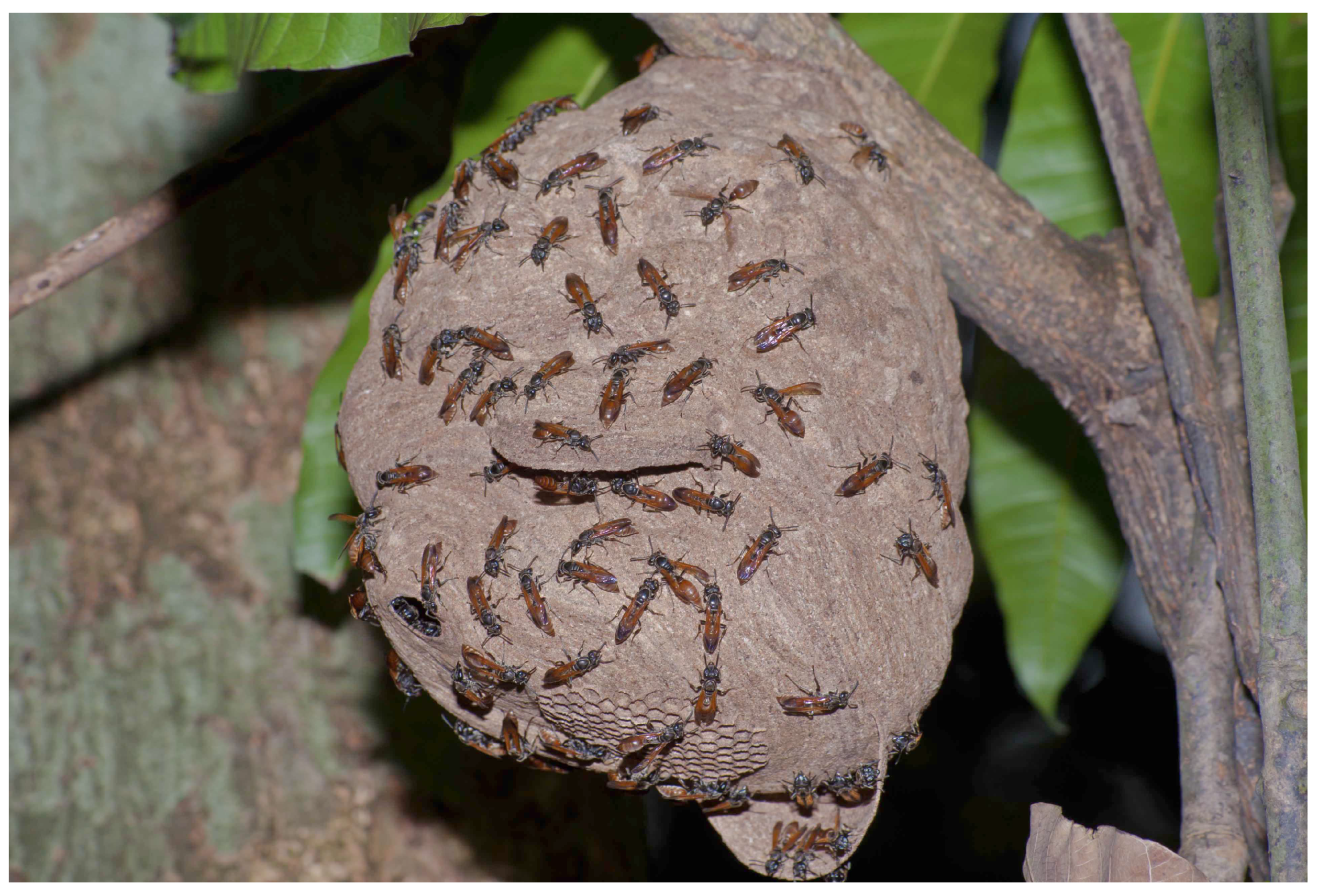 Diversity 17 00766 g001 Diversity 17 00766 g001