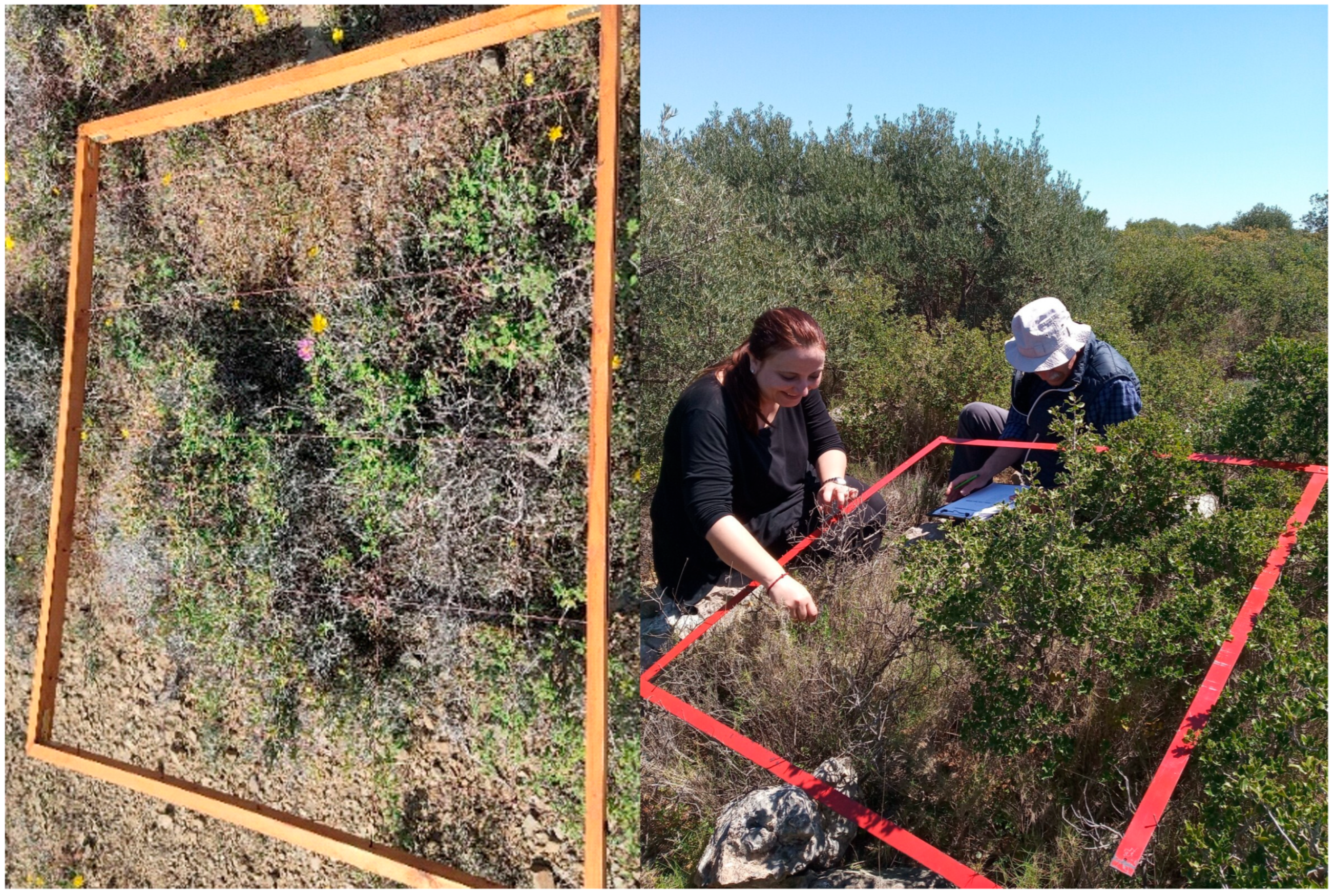 Diversity 17 00768 g003