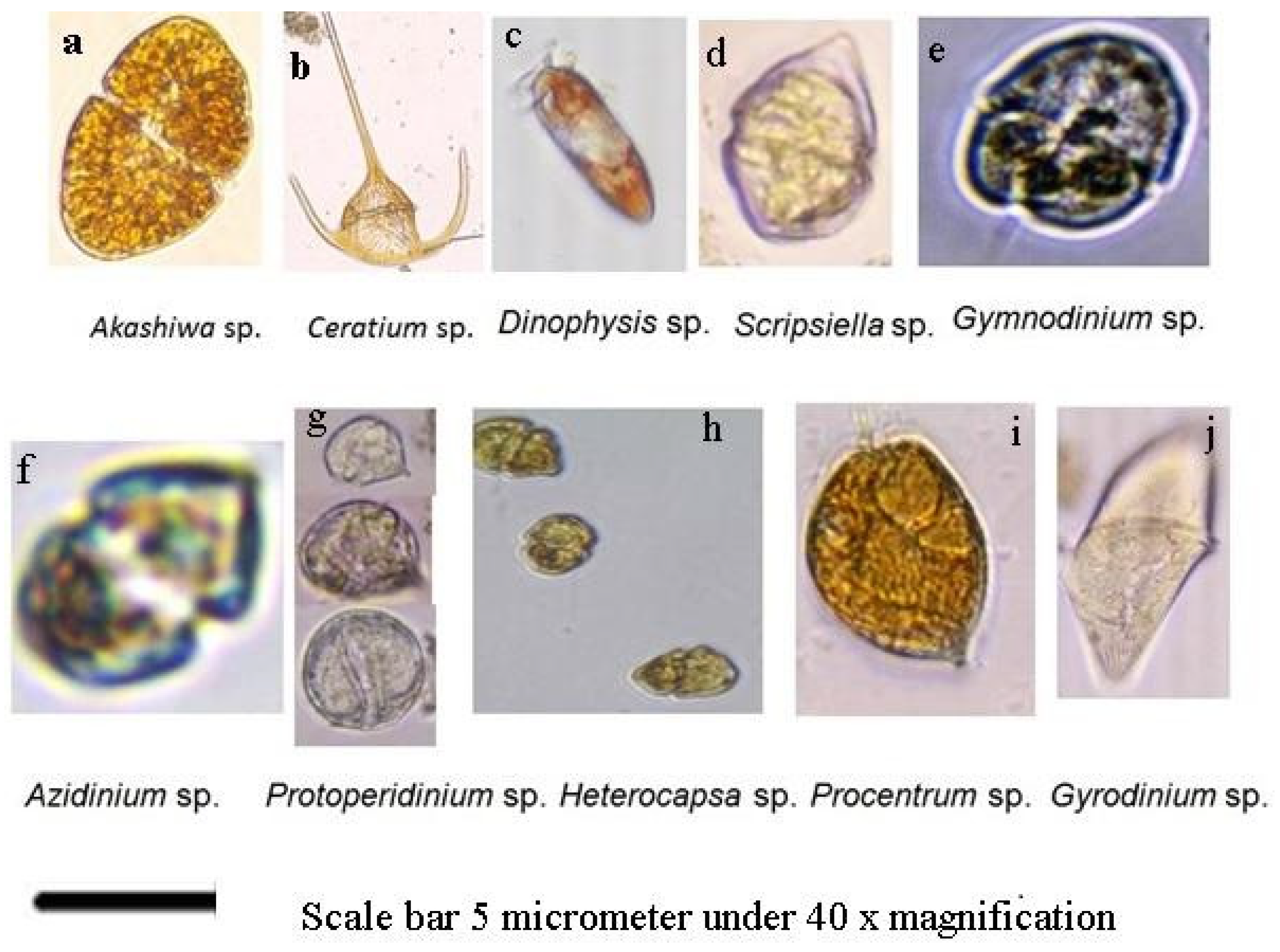 Diversity 17 00772 g001 Diversity 17 00772 g001