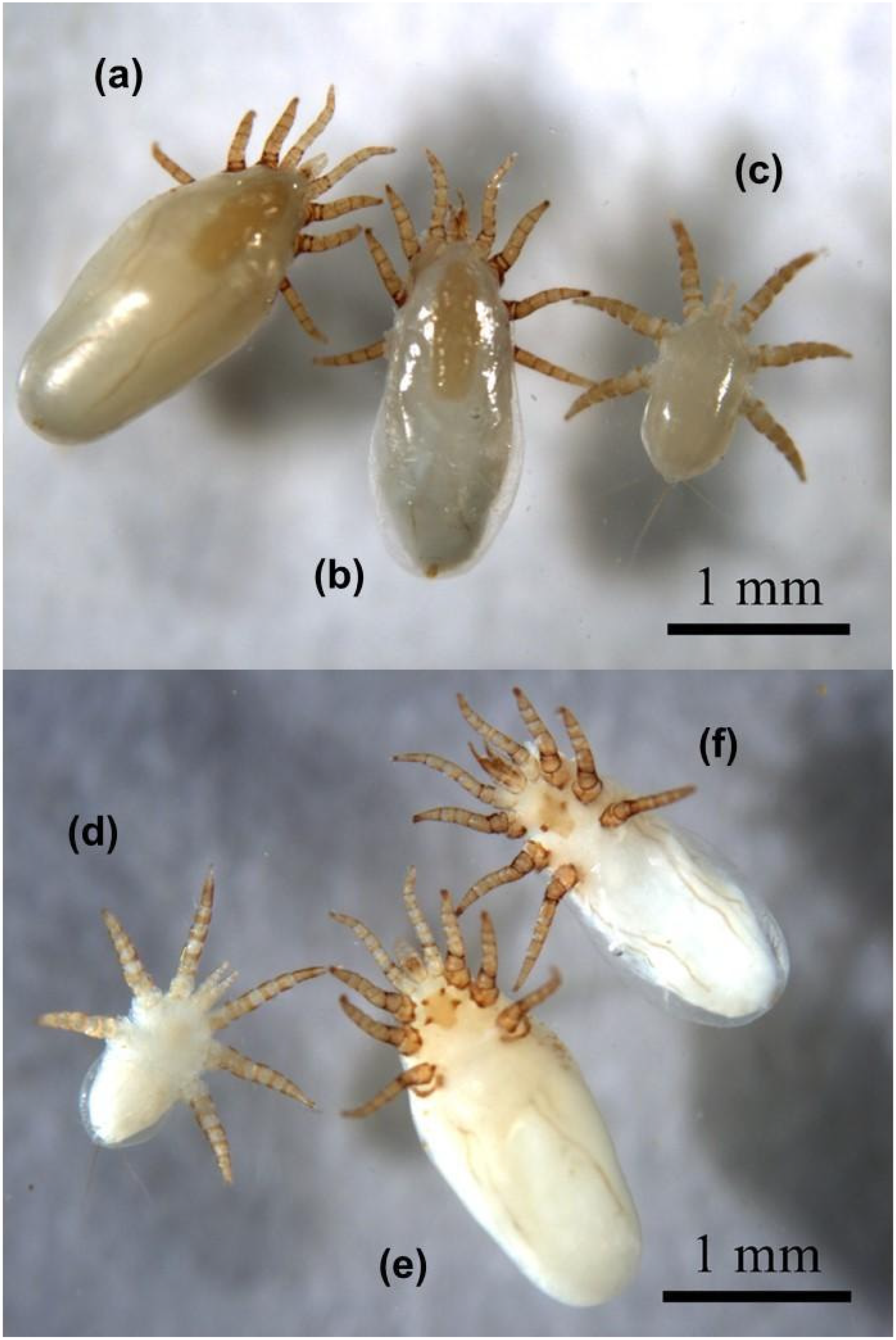 Diversity 17 00789 g002