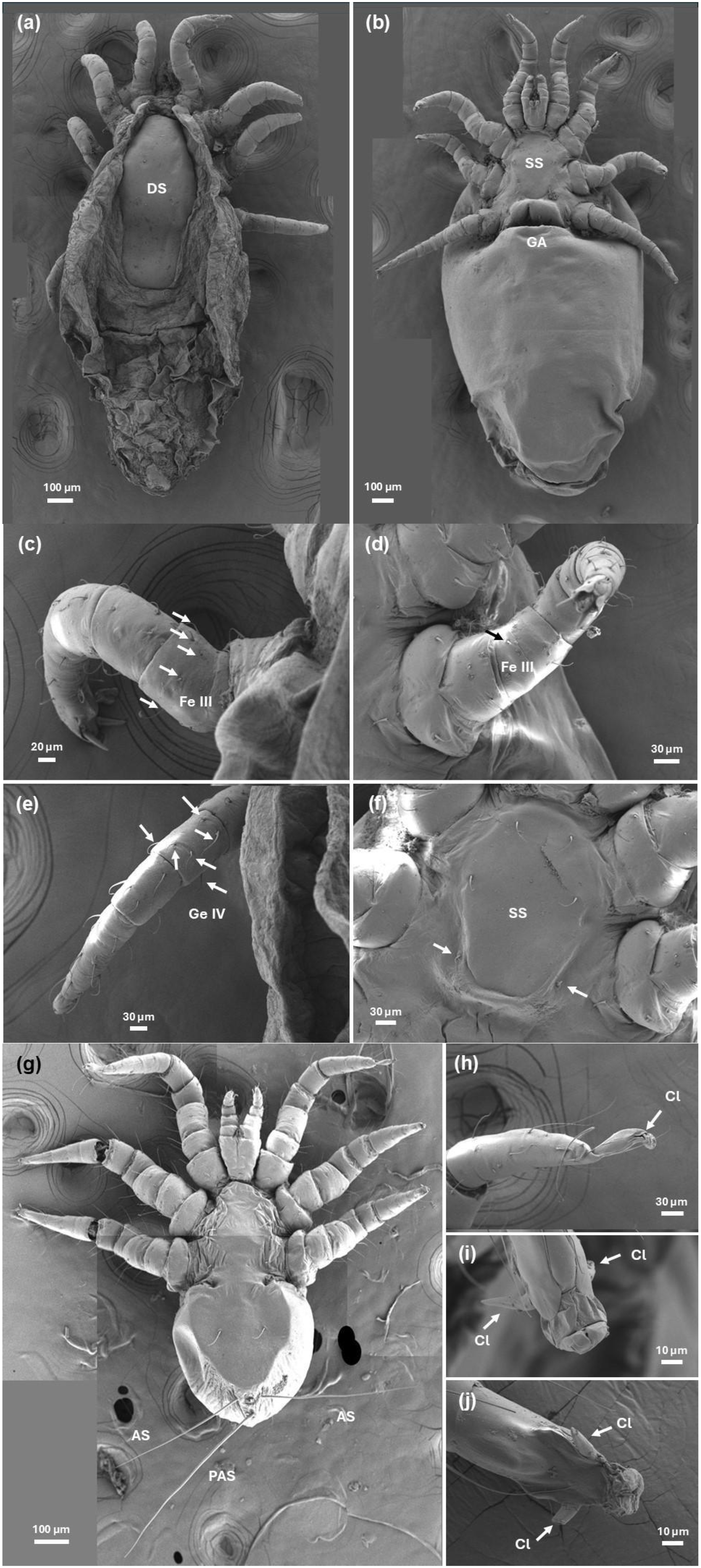 Diversity 17 00789 g003