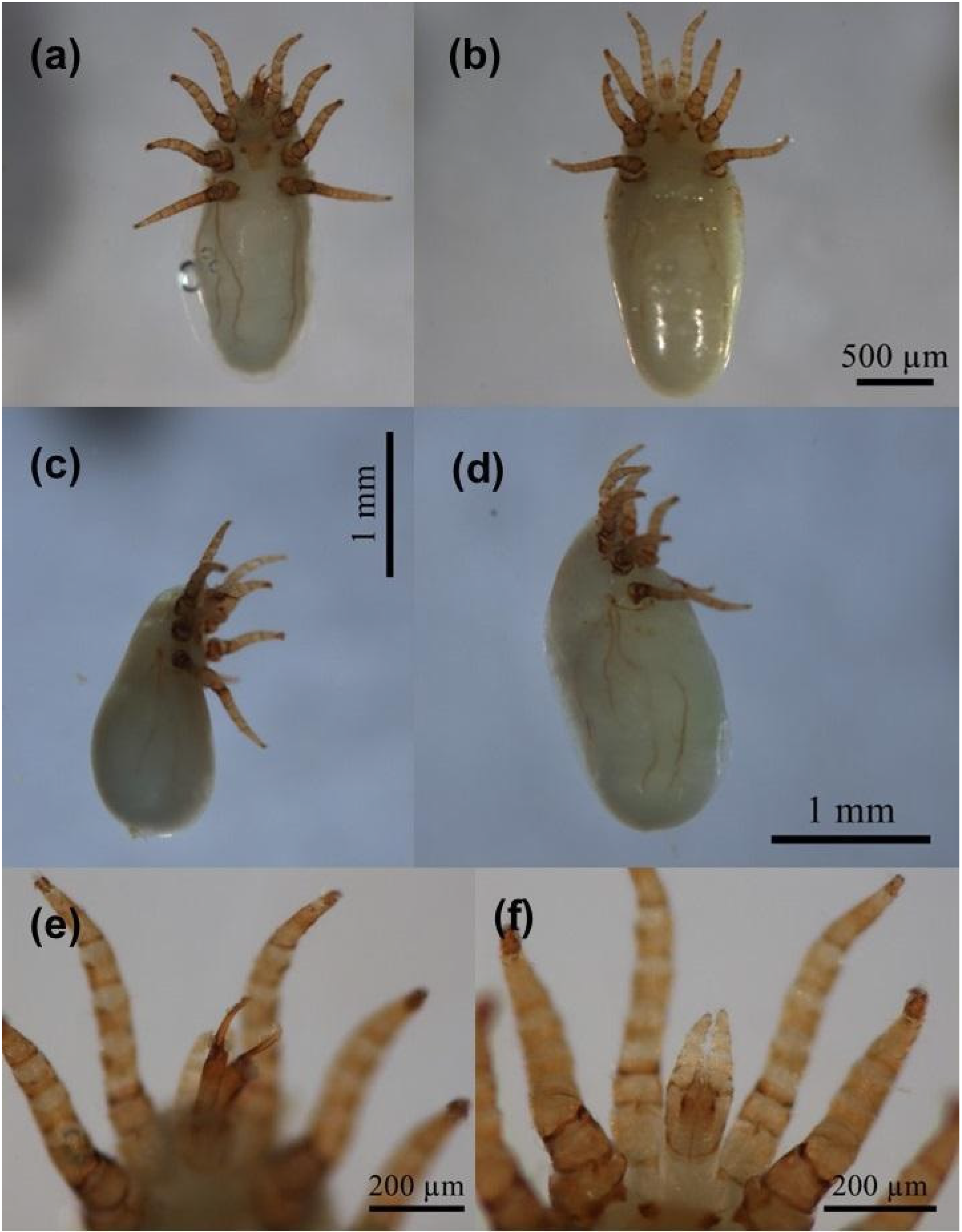 Diversity 17 00789 g004