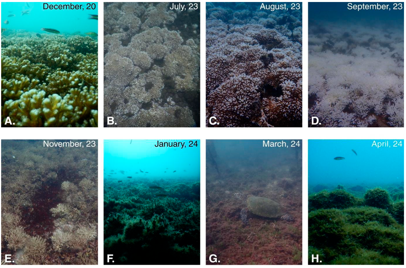 Diversity 17 00791 g0a1