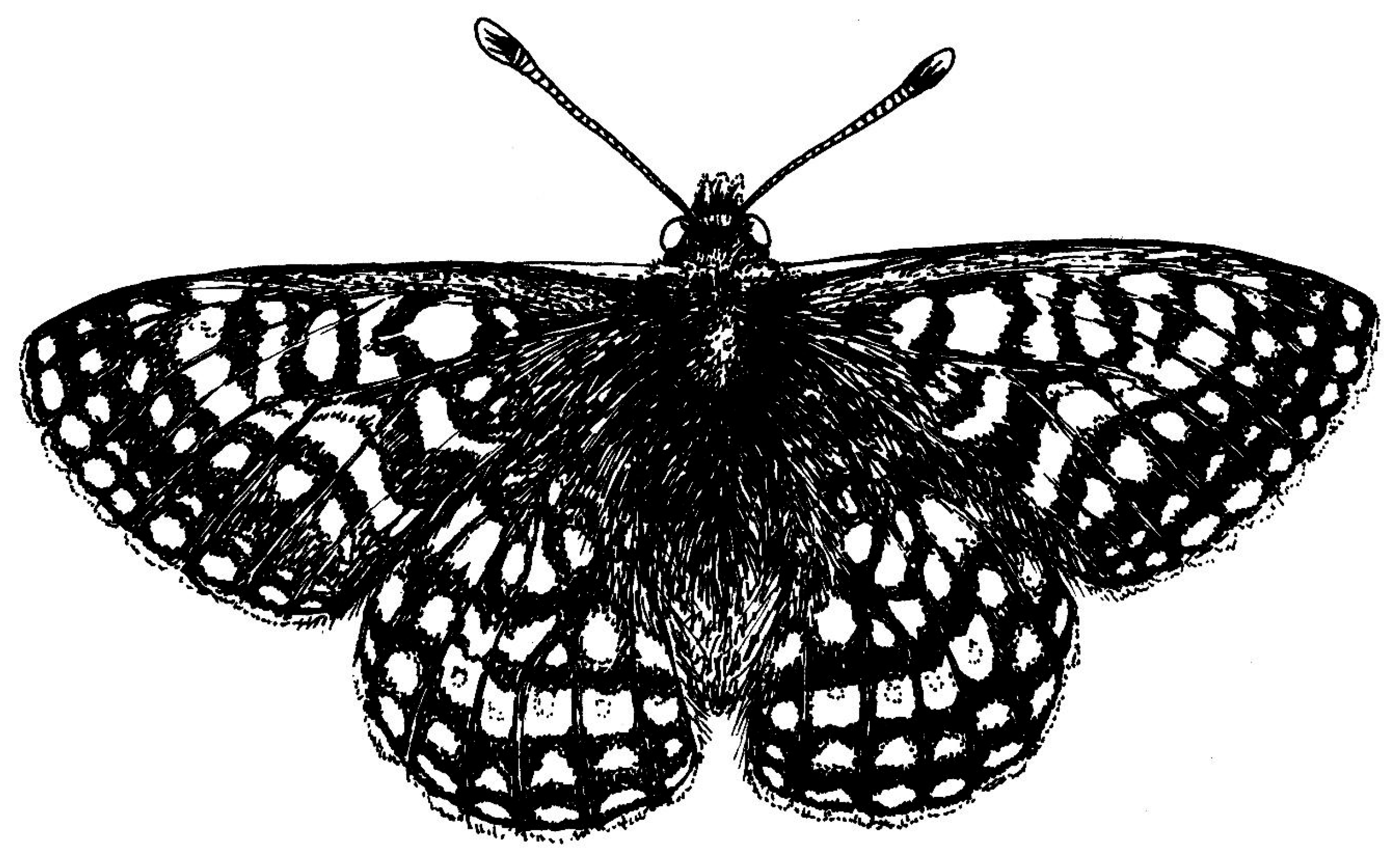 Diversity 17 00793 g001