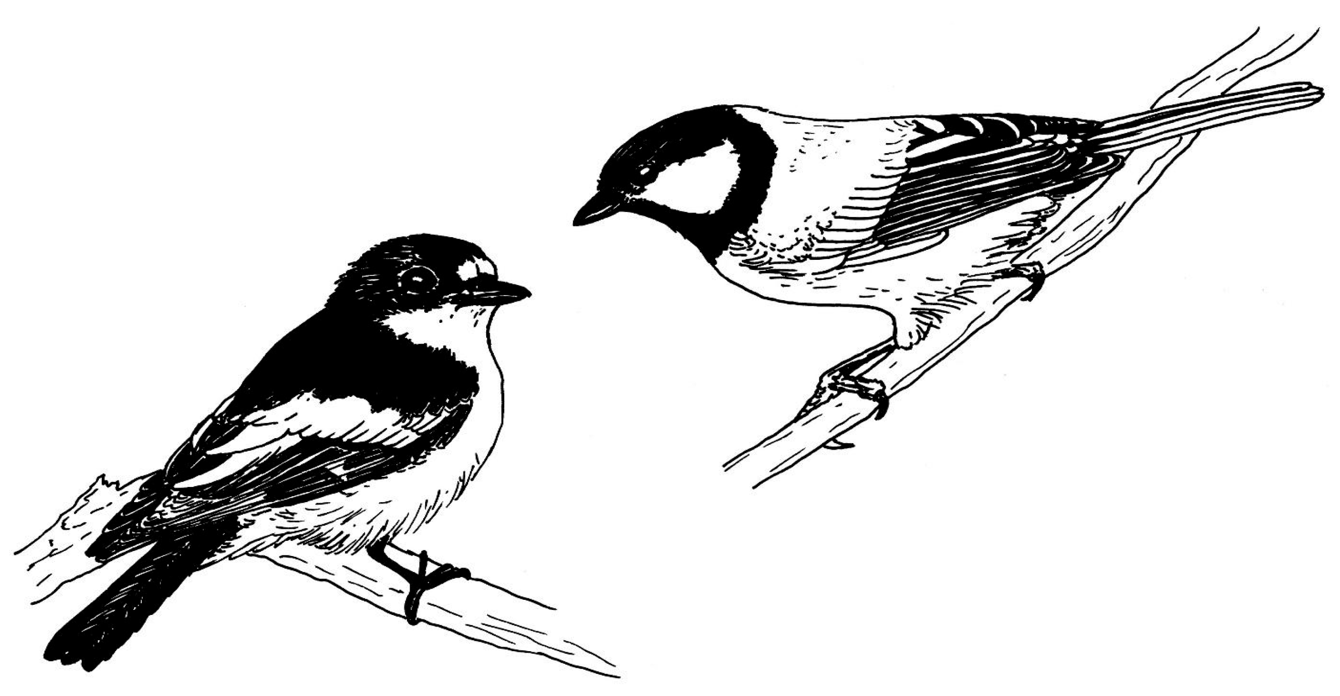 Diversity 17 00793 g003