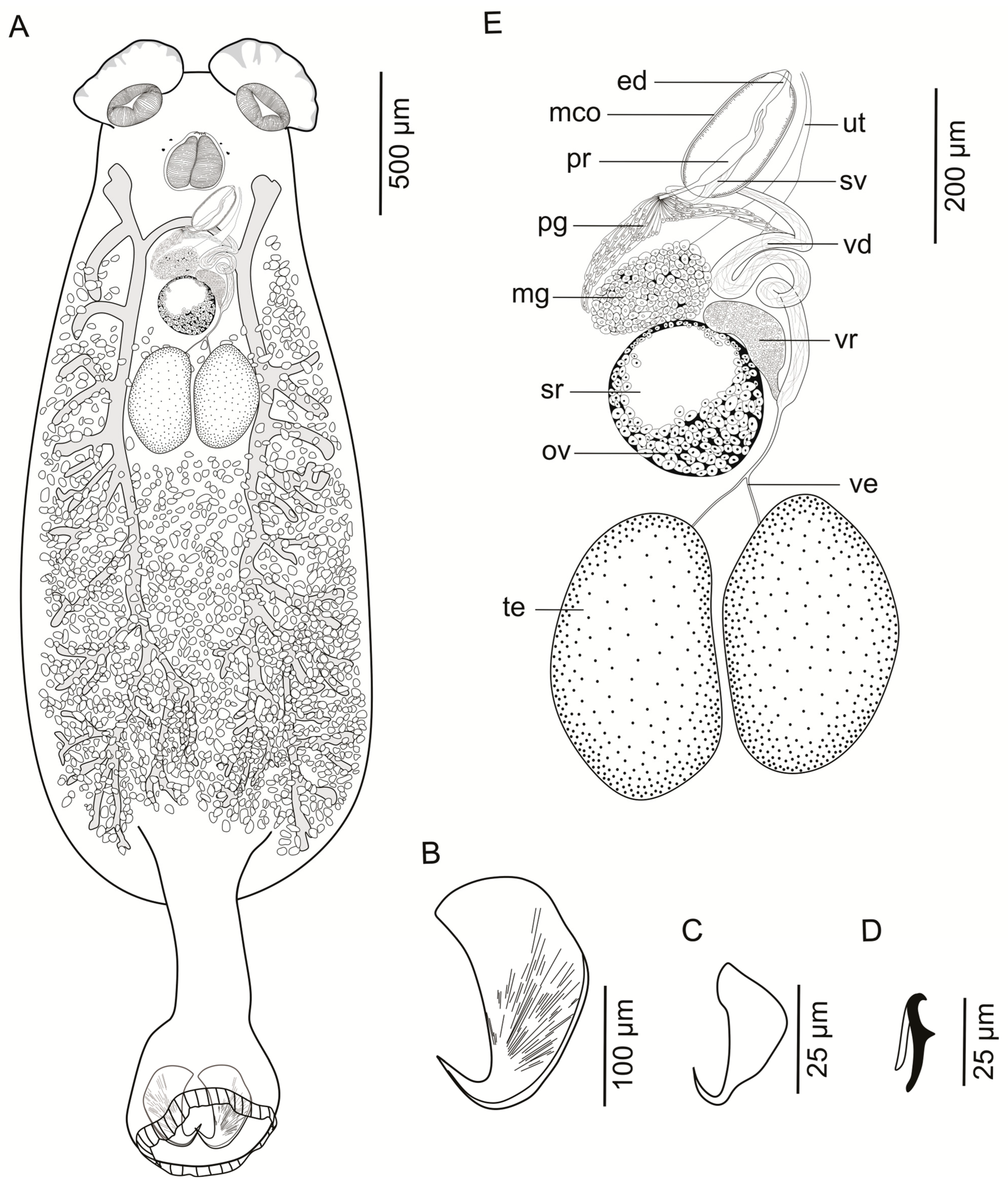 Diversity 17 00795 g001