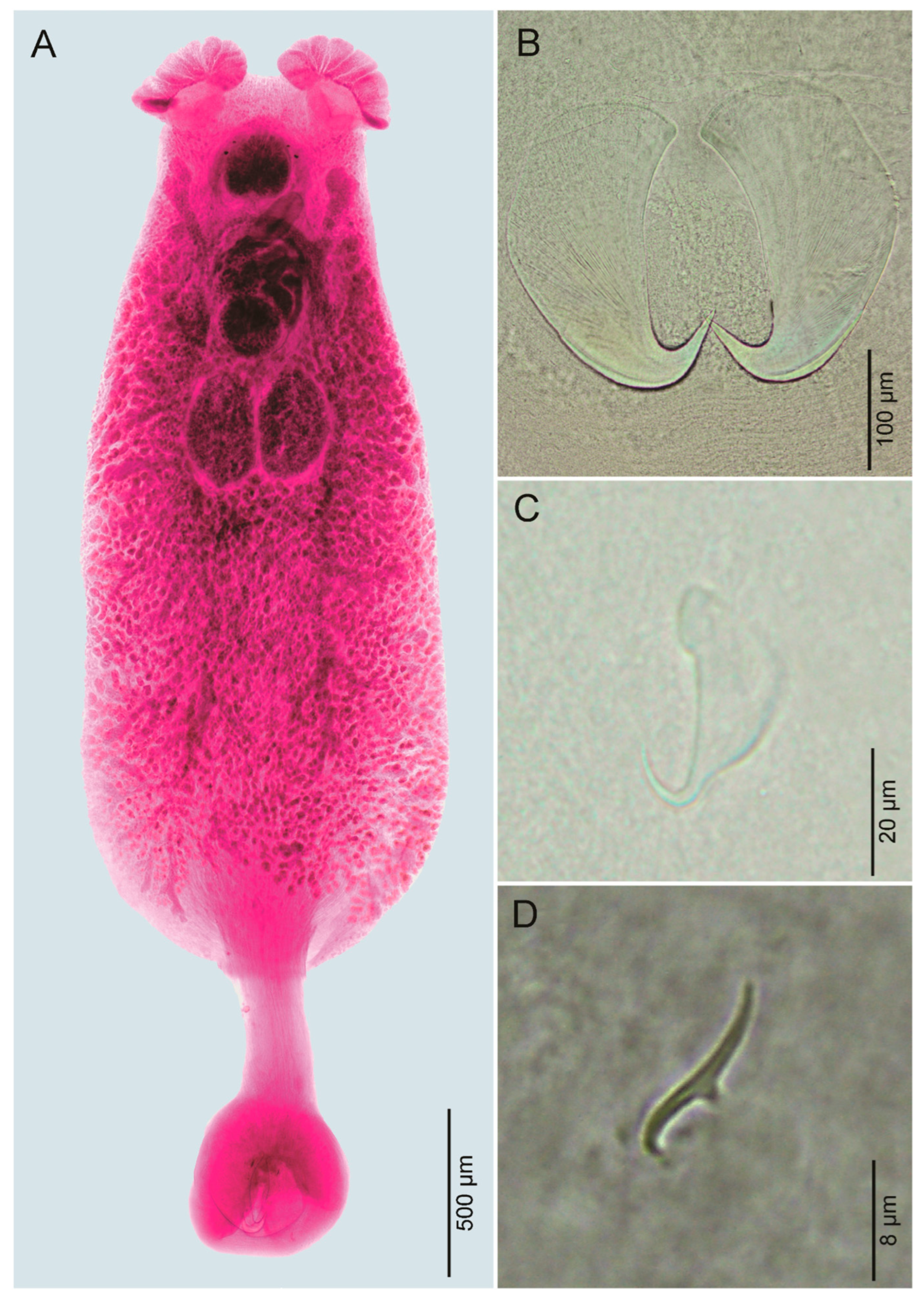 Diversity 17 00795 g002