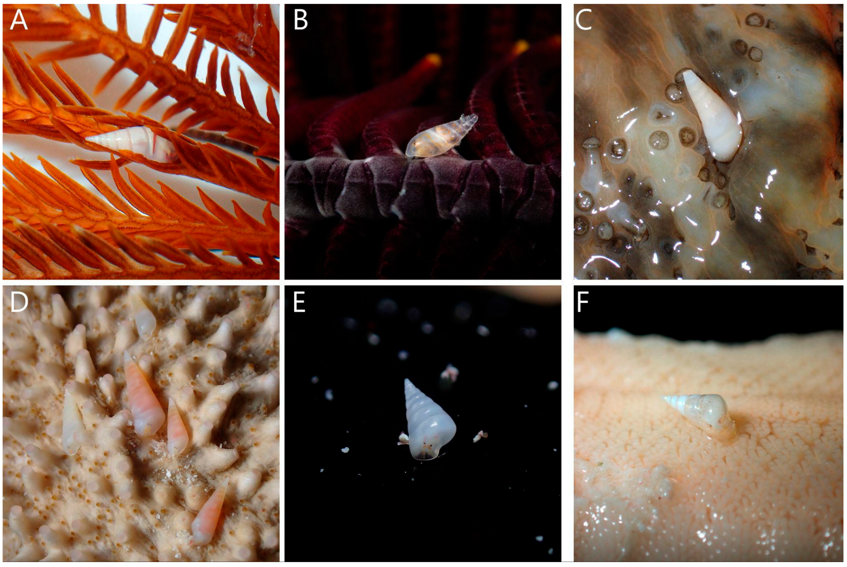 Diversity 17 00796 g002