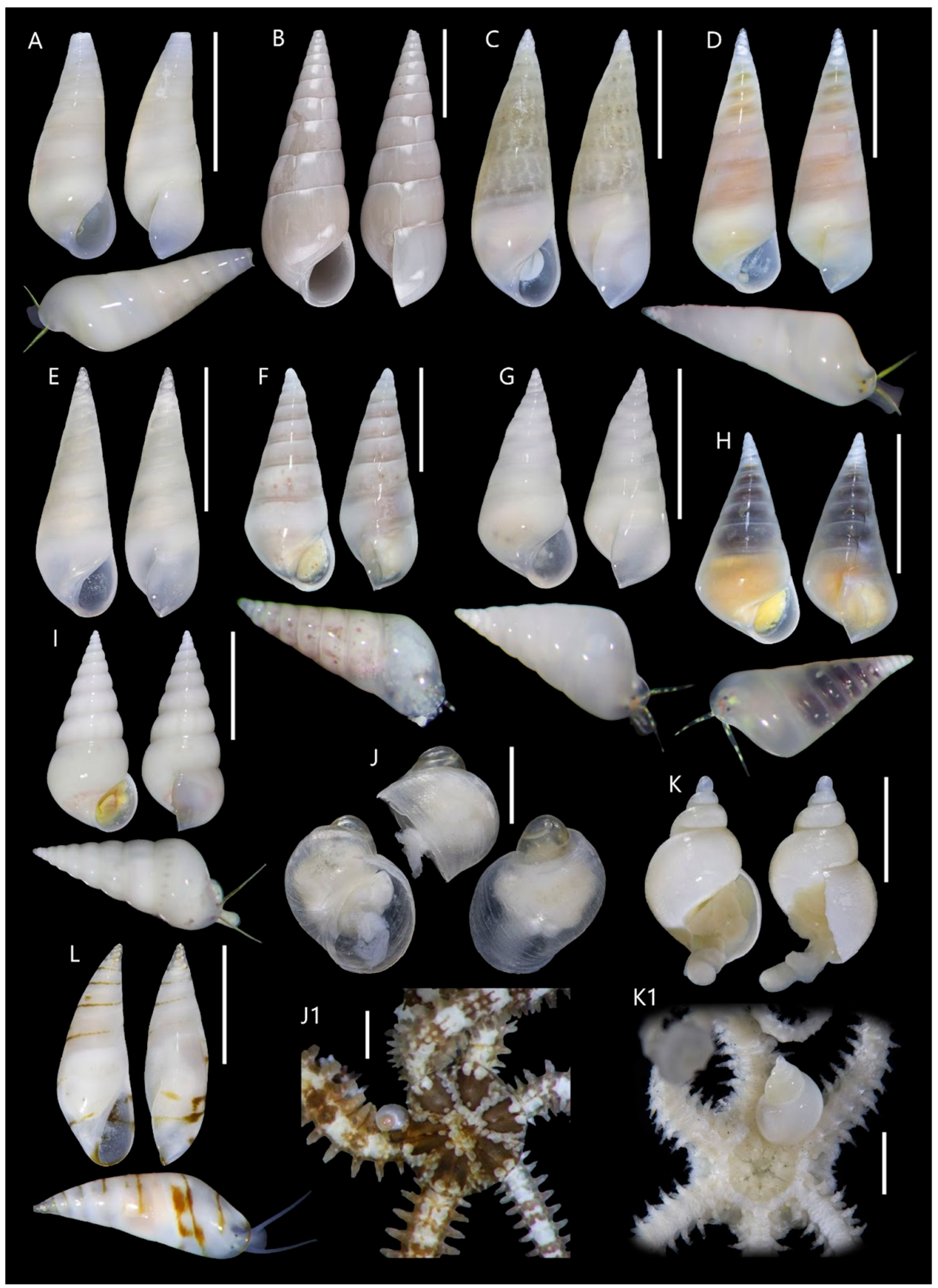 Diversity 17 00796 g004