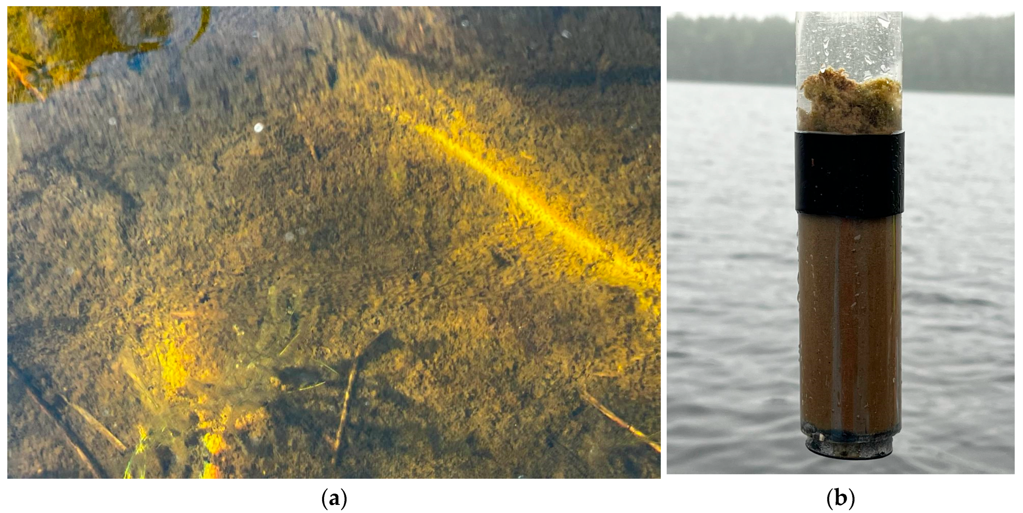 Diversity 17 00799 g002 Diversity 17 00799 g002