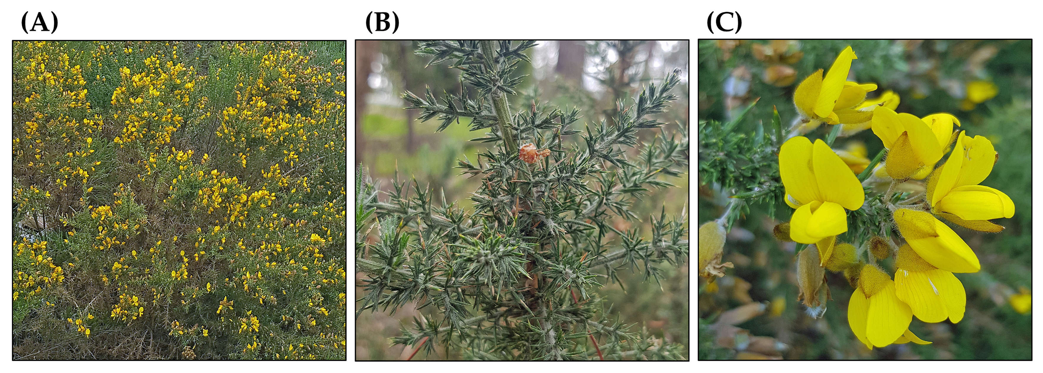 Diversity 17 00805 g001