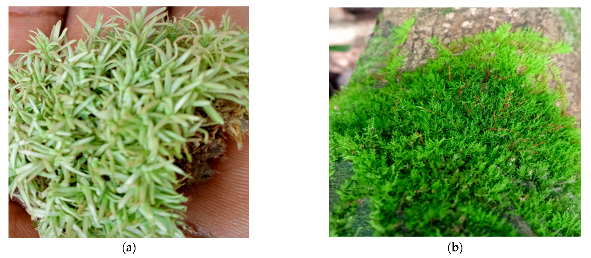 Diversity 17 00807 g004a