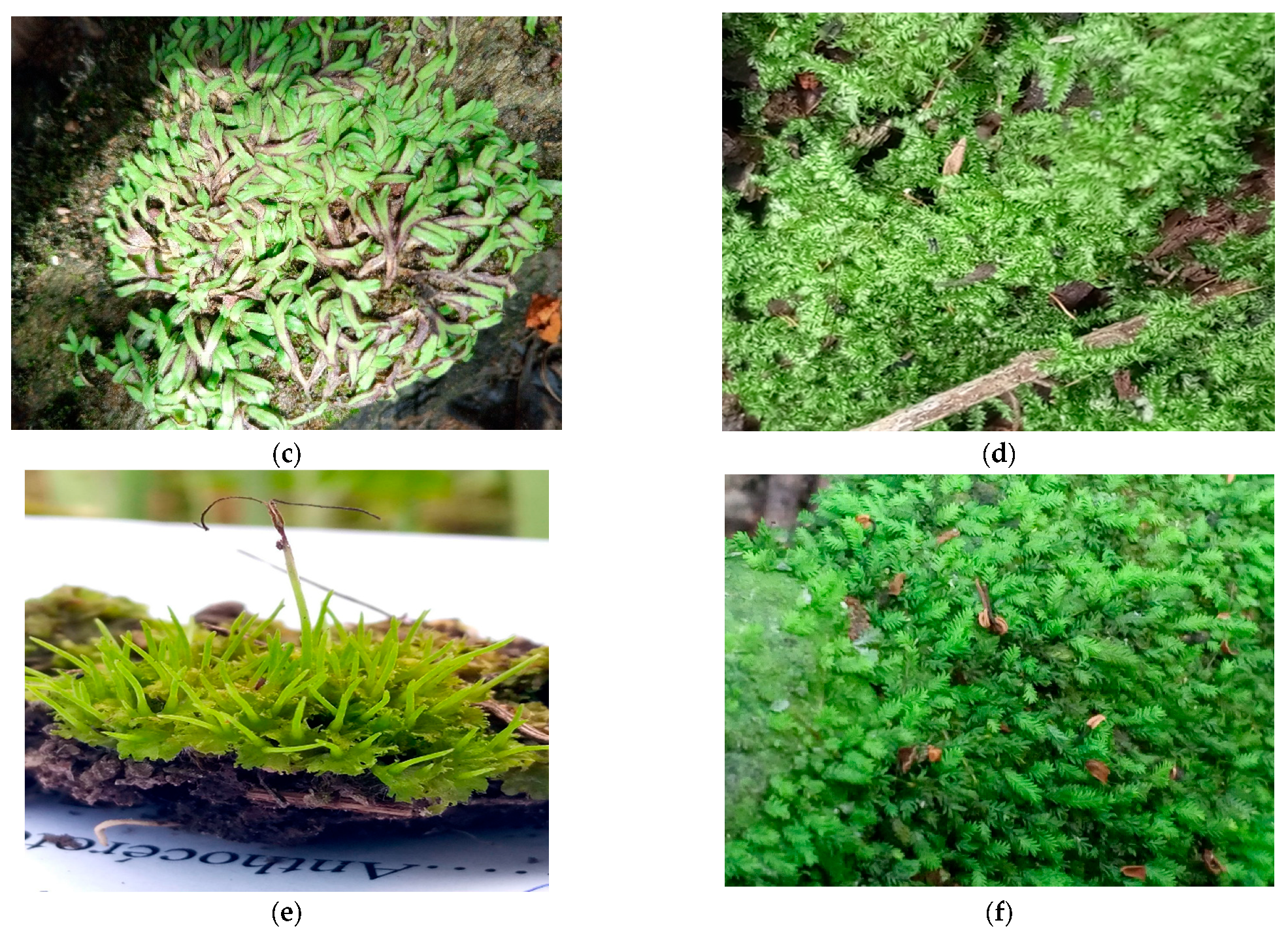 Diversity 17 00807 g004b