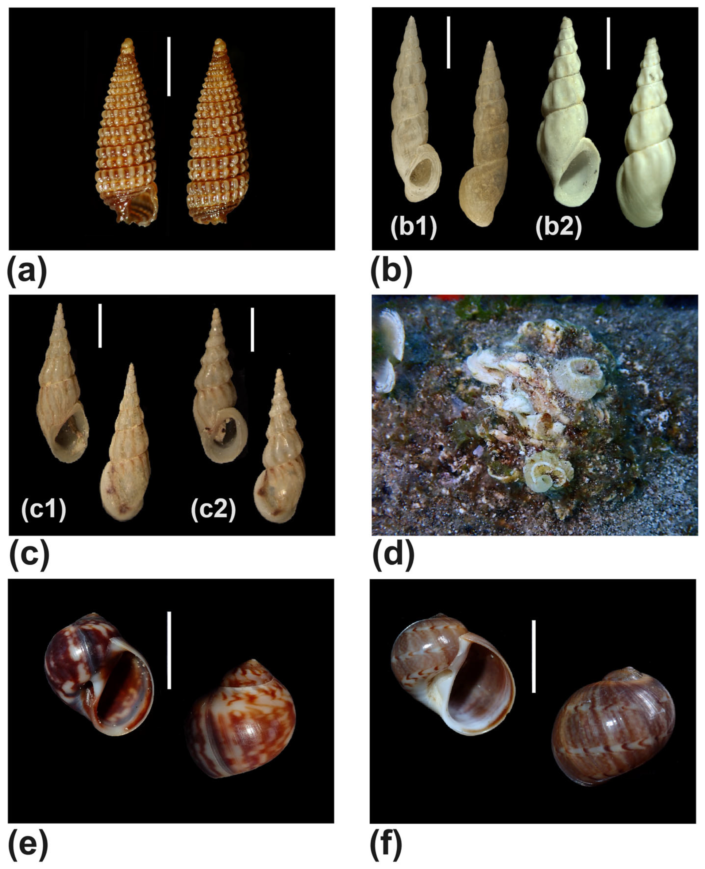 Diversity 17 00809 g004