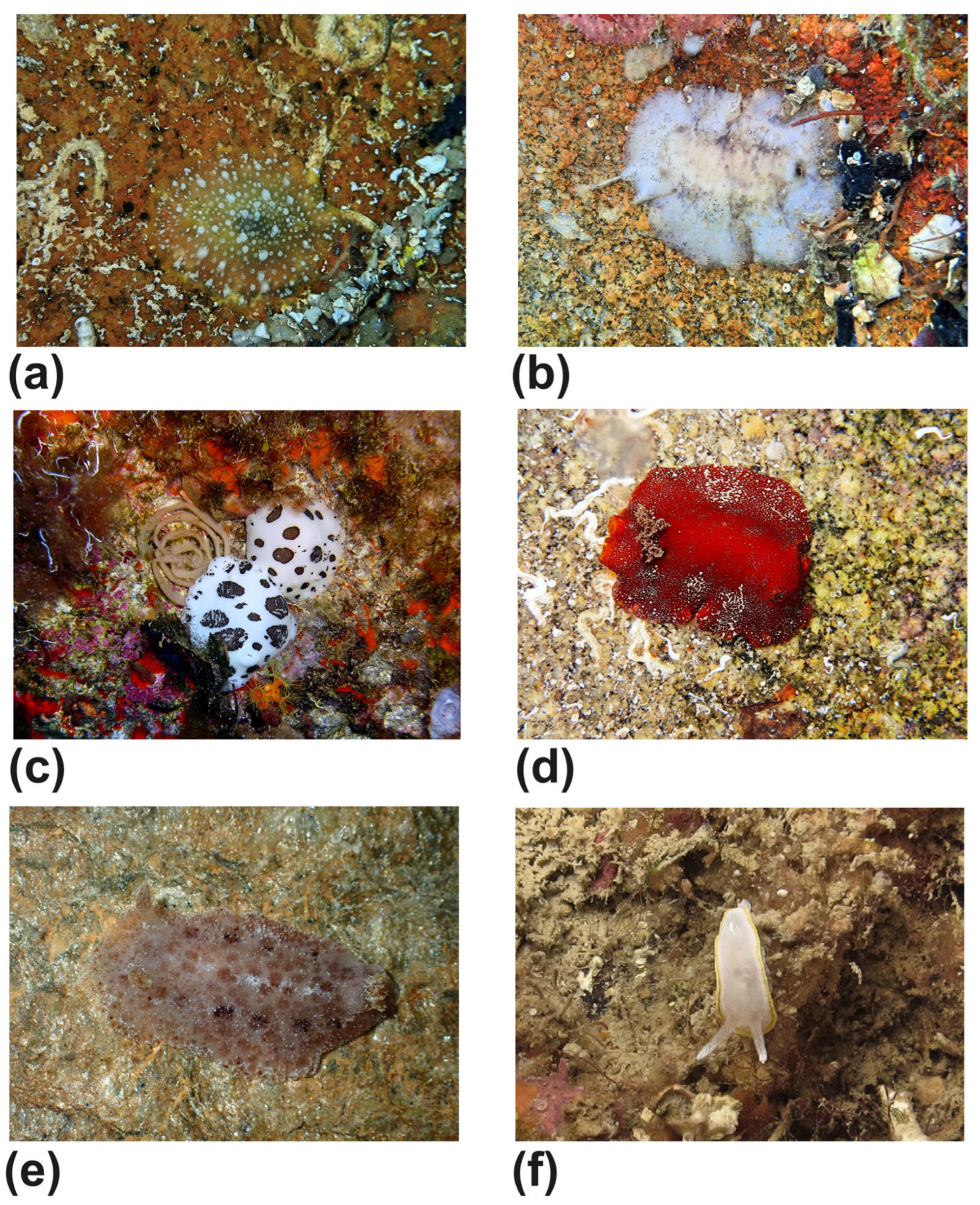 Diversity 17 00809 g006