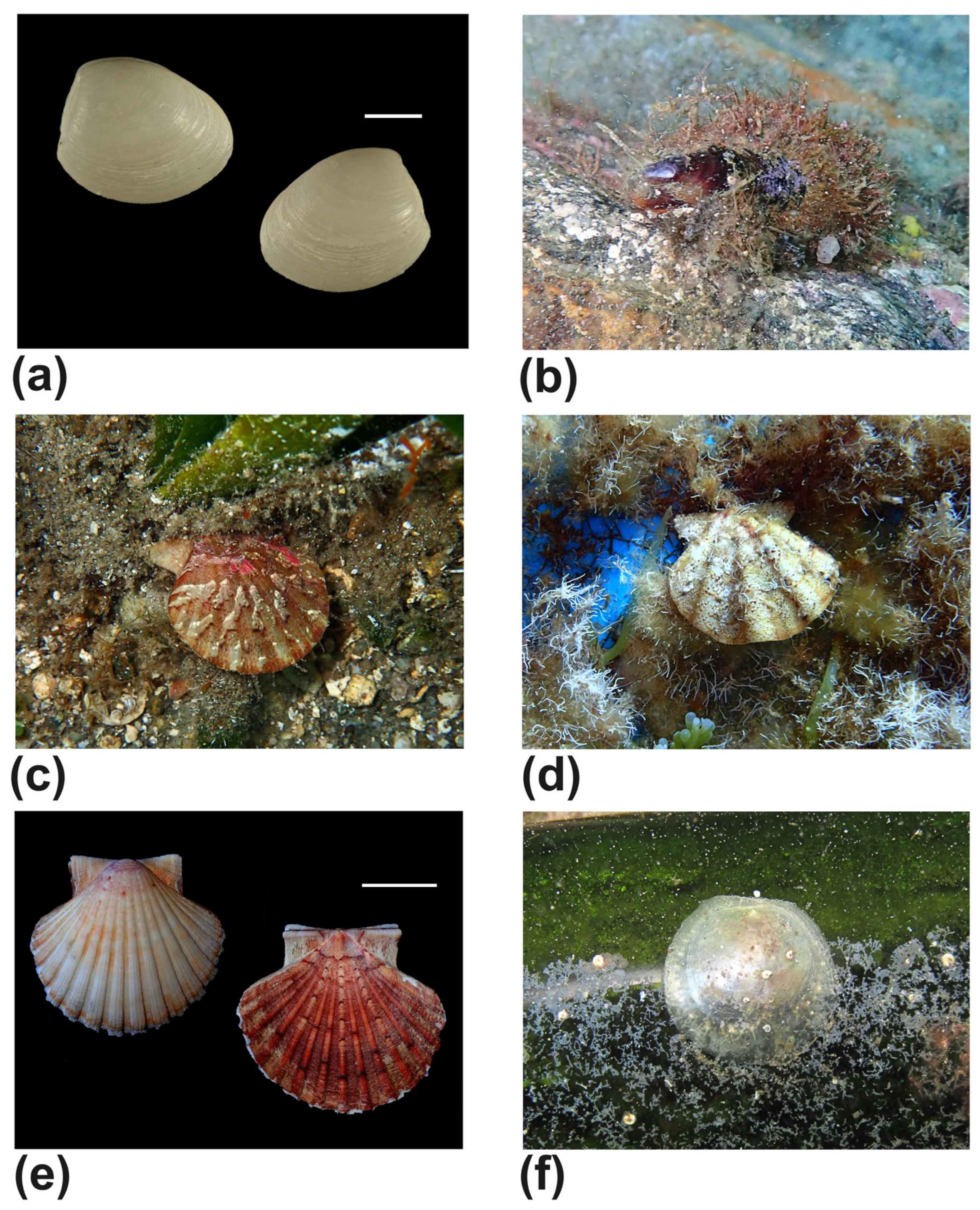 Diversity 17 00809 g008