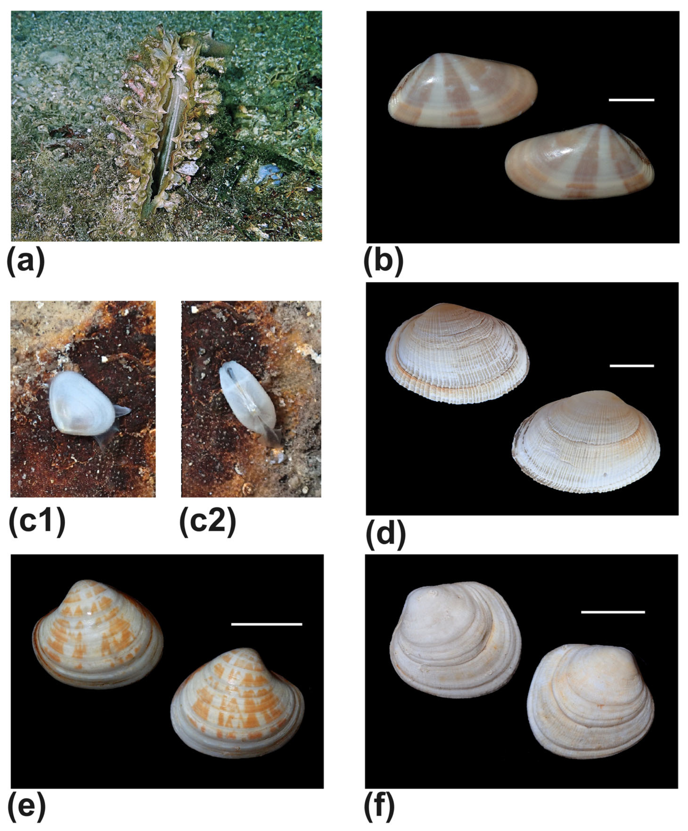 Diversity 17 00809 g009